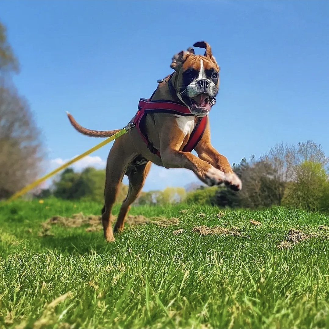 Dog jumping in a grassy park, wearing a harness, with trees and a blue sky in the background.