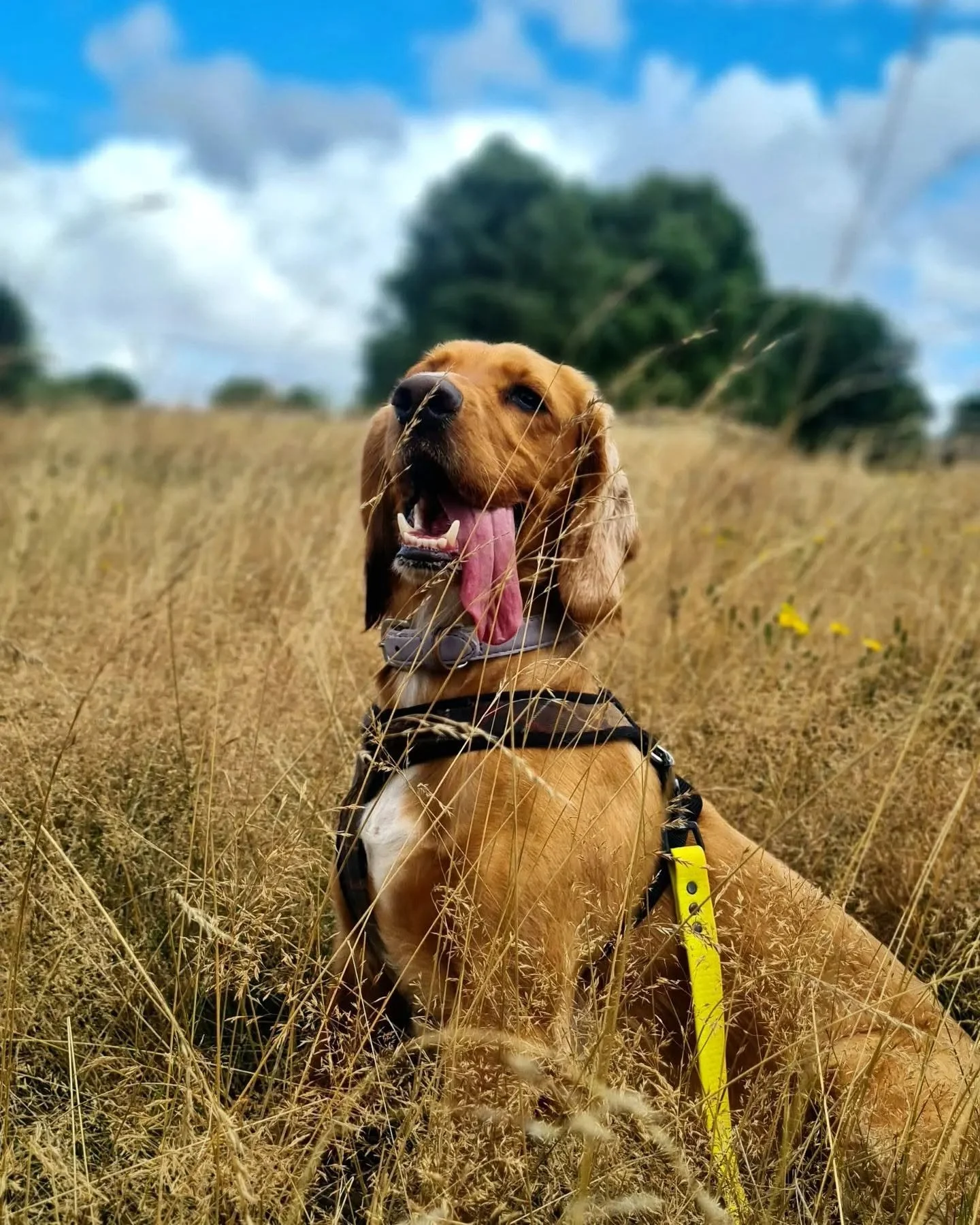 A golden retriever dog sitting in a field of tall dry grass with a blue sky and scattered clouds, wearing a harness and yellow leash, with trees in the background.