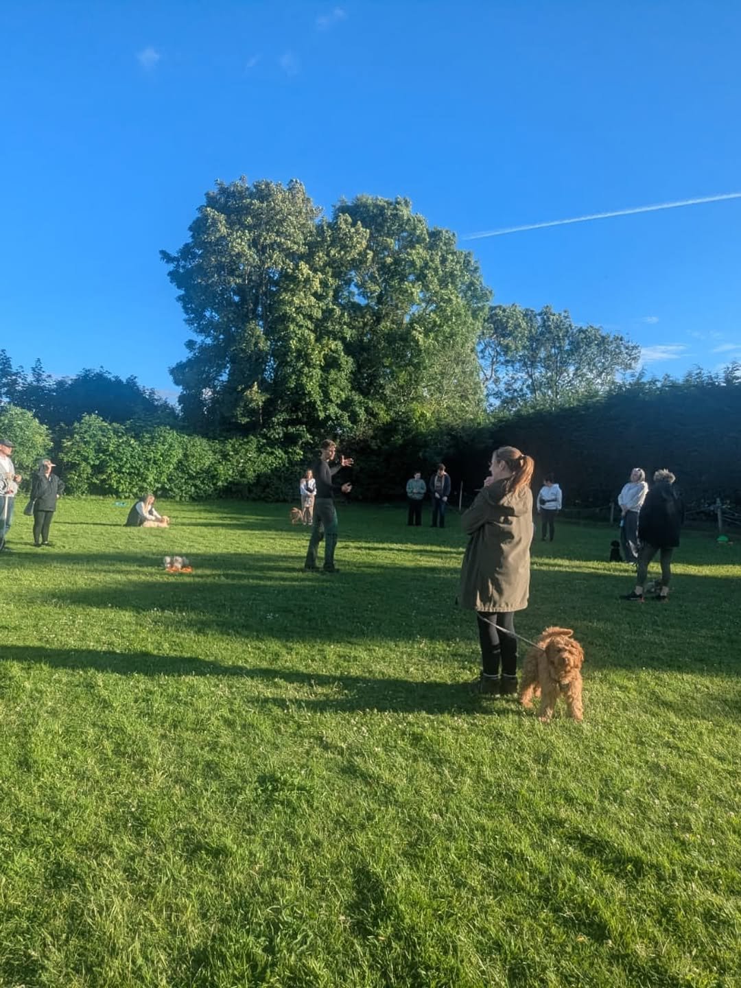 People gathered in a large grassy park on a sunny day, some talking and sitting, with dogs present, and a tall tree in the background.