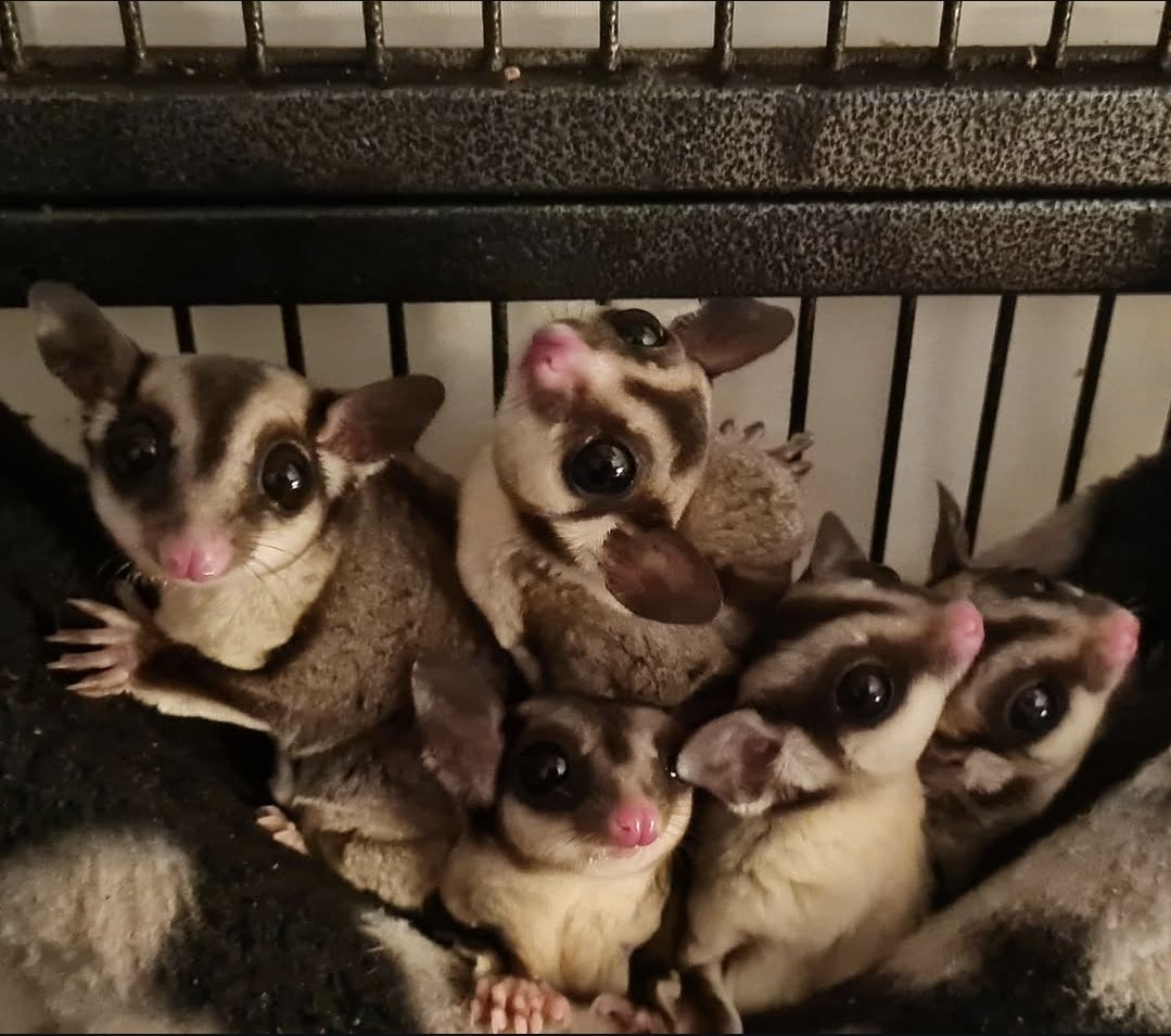 Five baby sugar gliders huddled together inside a small cage, looking at the camera with wide, curious eyes.