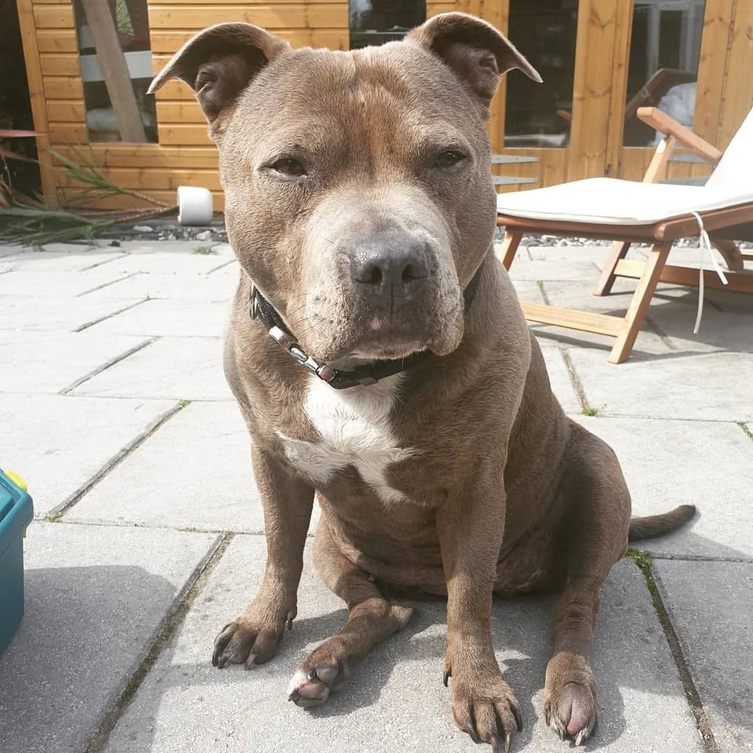 A brown and white dog sitting on a patio with wooden furniture in the background.