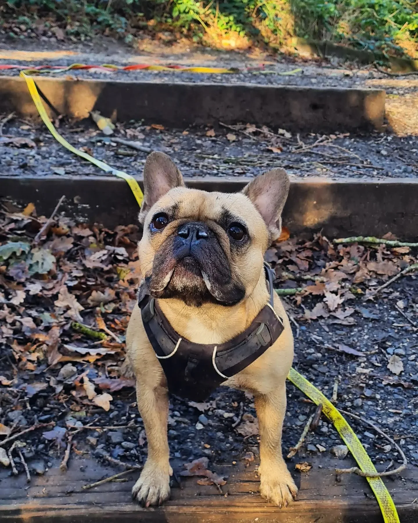 A French Bulldog wearing a harness and leash, sitting on a wood platform outdoors with fallen leaves and gravel, trees and bushes in the background.