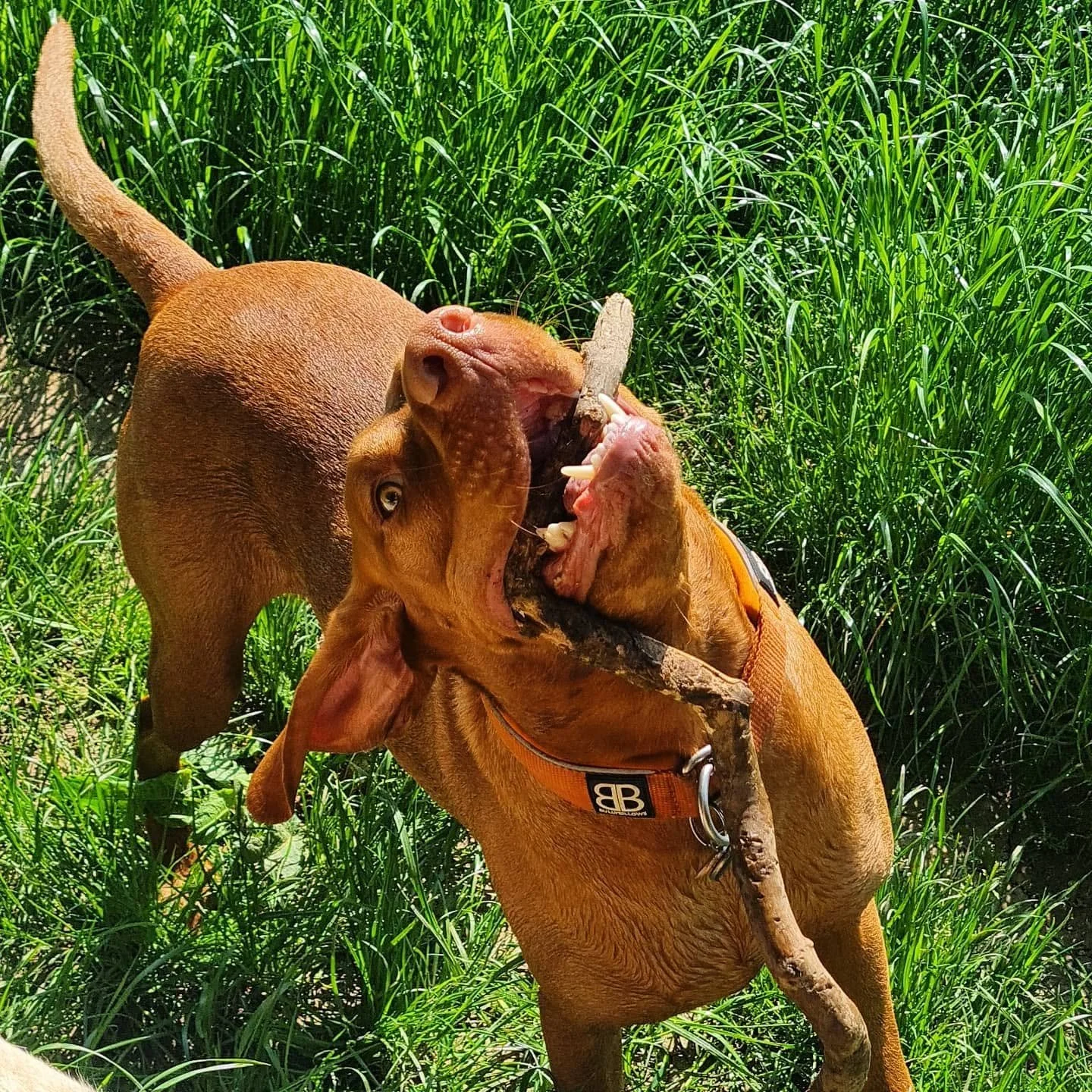 Two dogs engaged in play fighting with a stick in tall green grass.