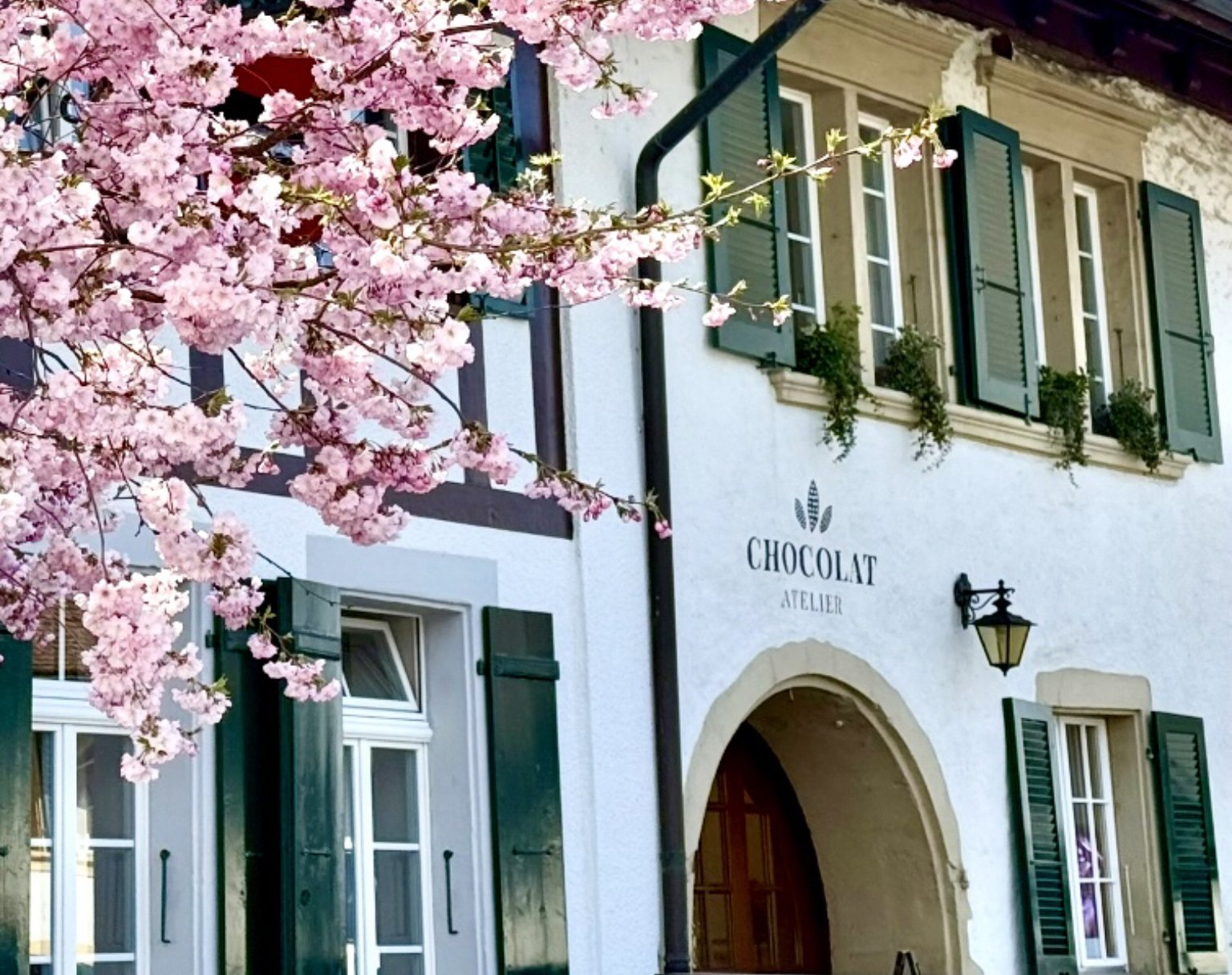 Ein weißes Gebäude mit grünen Fensterläden, eine hölzerne Tür, einem Gartengießen, blühende Kirschbaumzweige und ein Schild mit der Aufschrift "Chocolat Atelier".