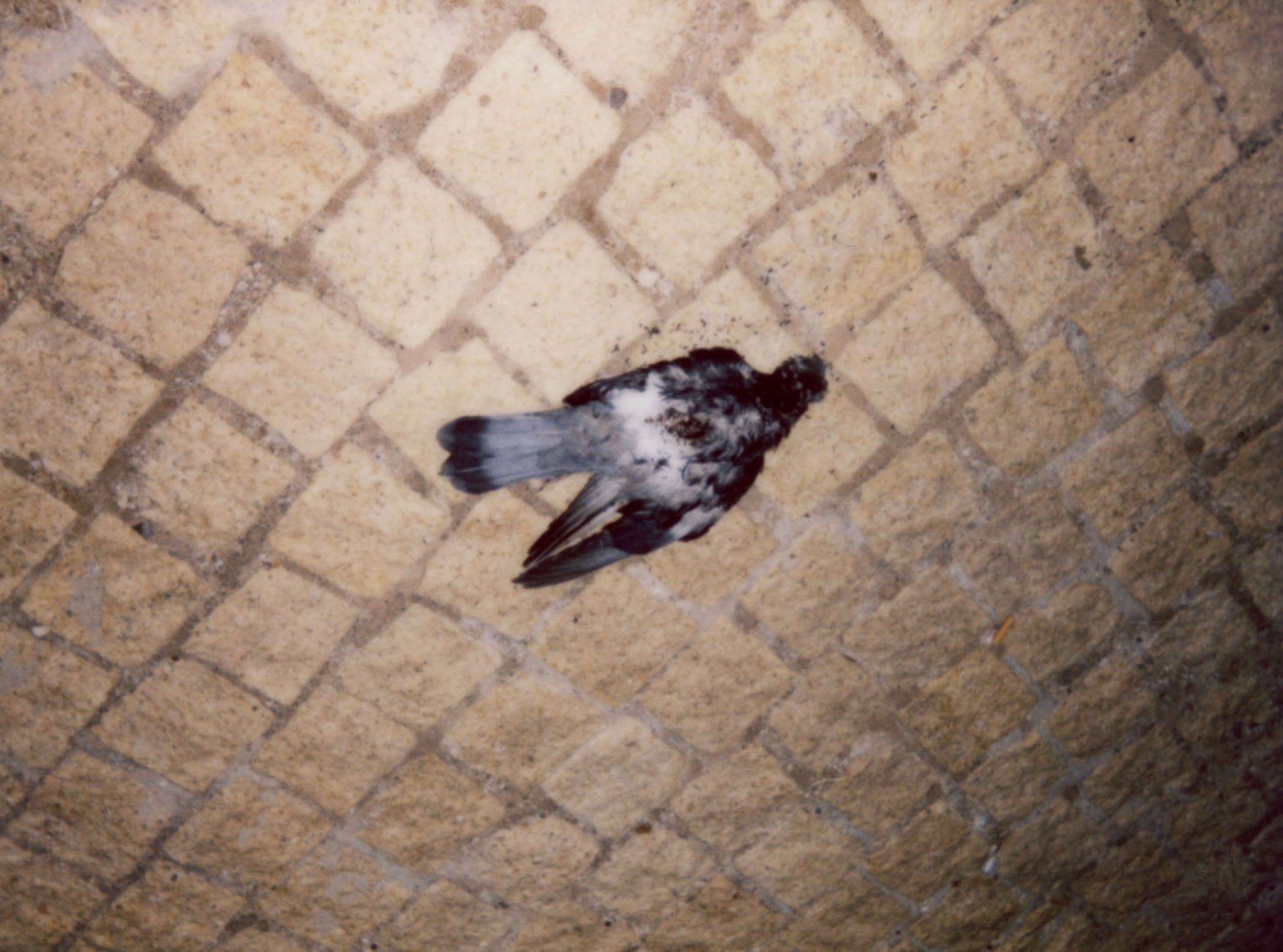 ©E.English.jpg