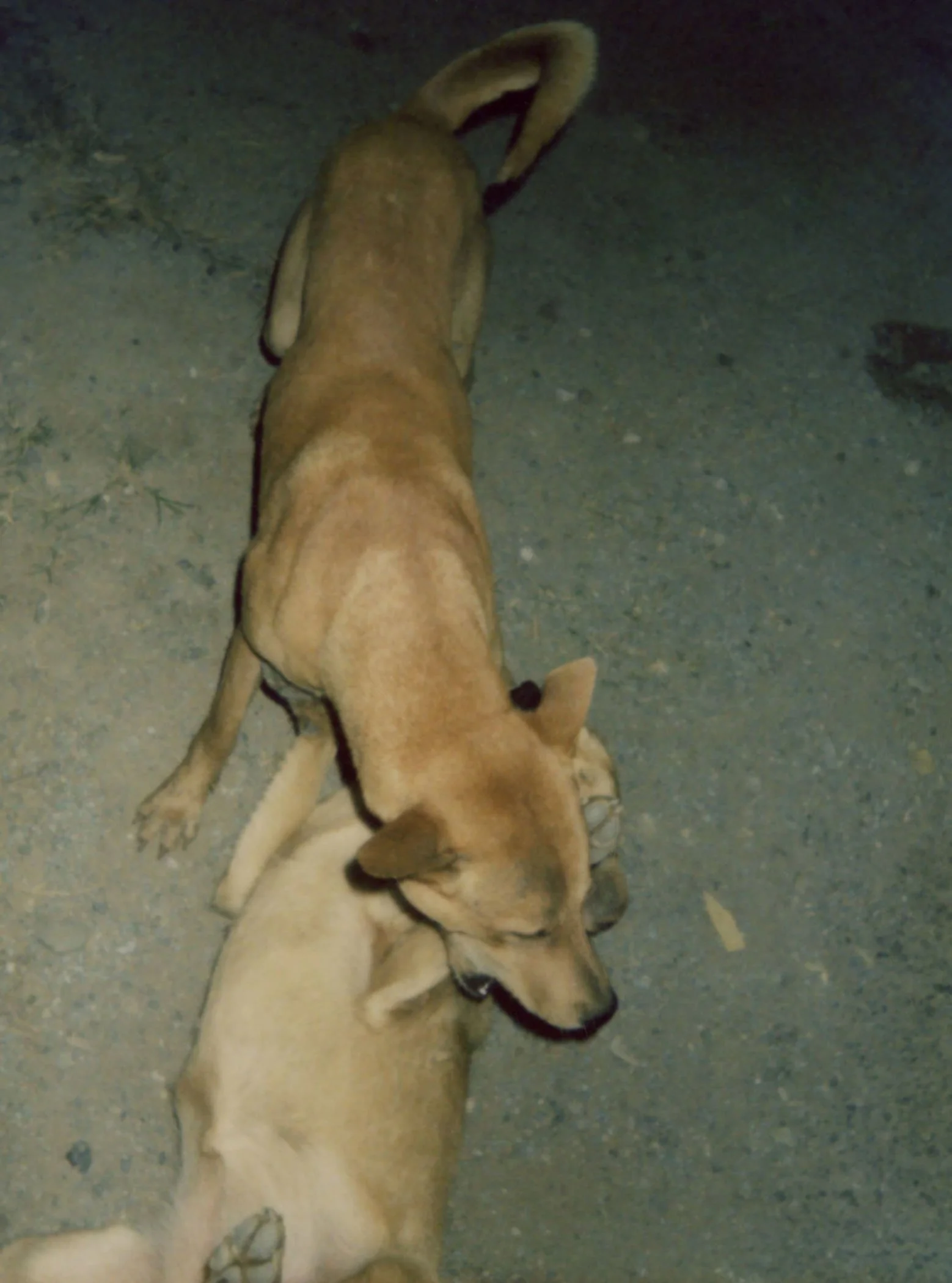 C-010.jpg