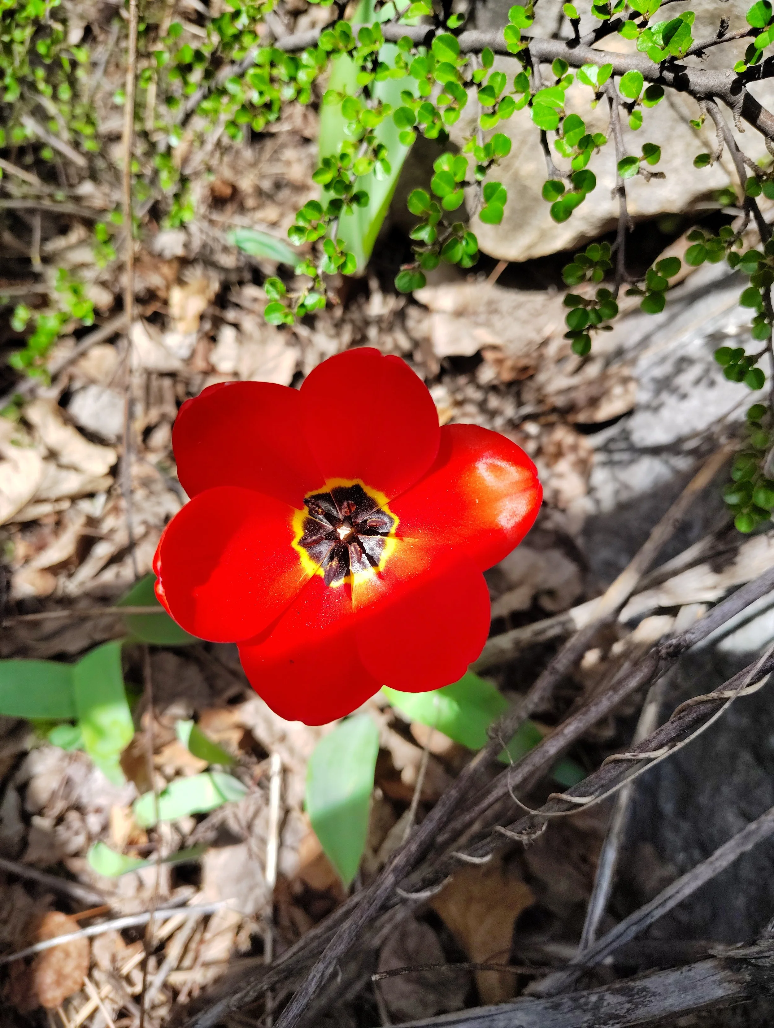 A vibrant red tulip flower with black and yellow markings at the center, surrounded by soil, small rocks, green leaves, and some dried twigs and plants.