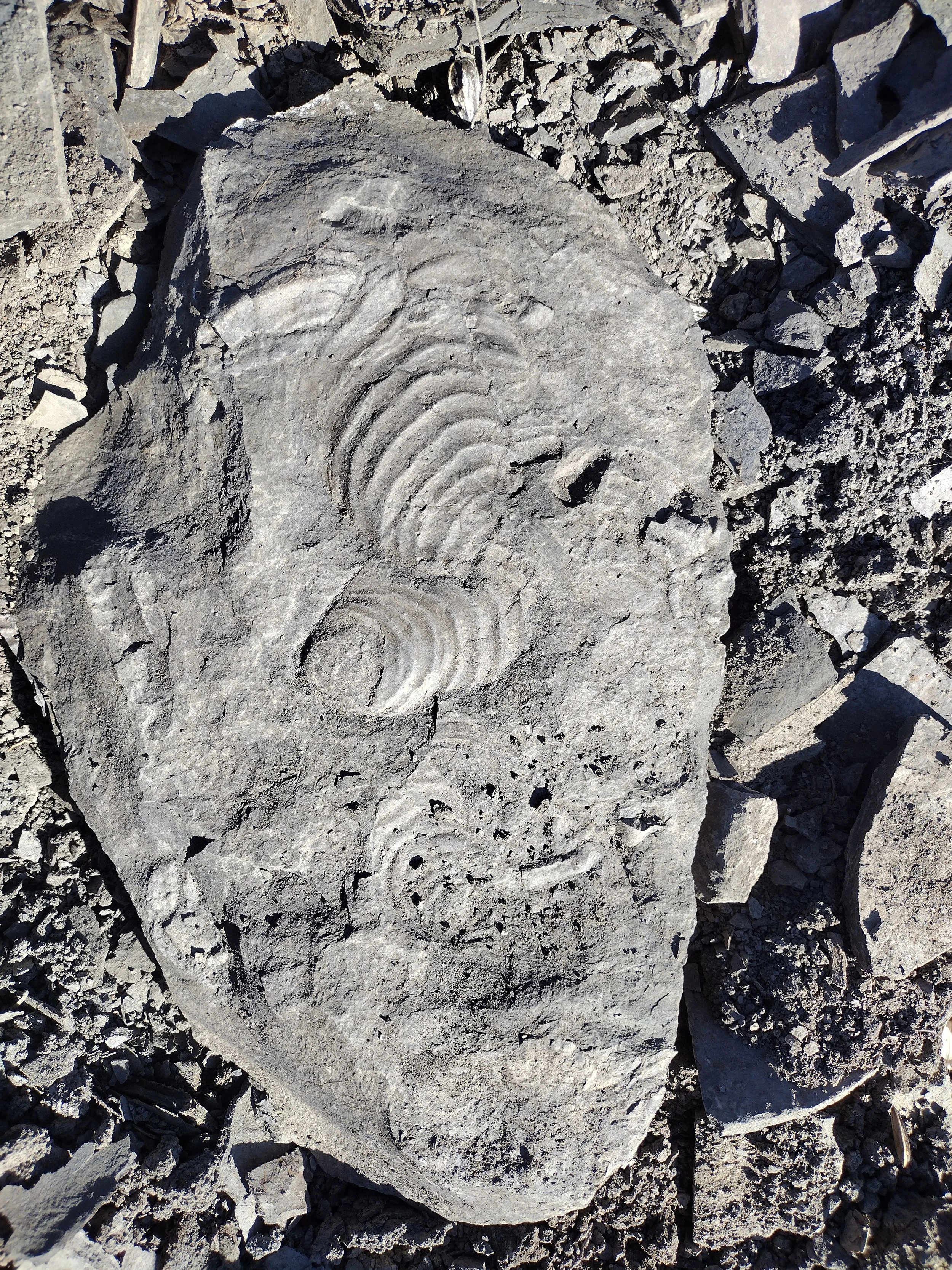 Fossil embedded in a large rock surrounded by smaller rocks and gravel.