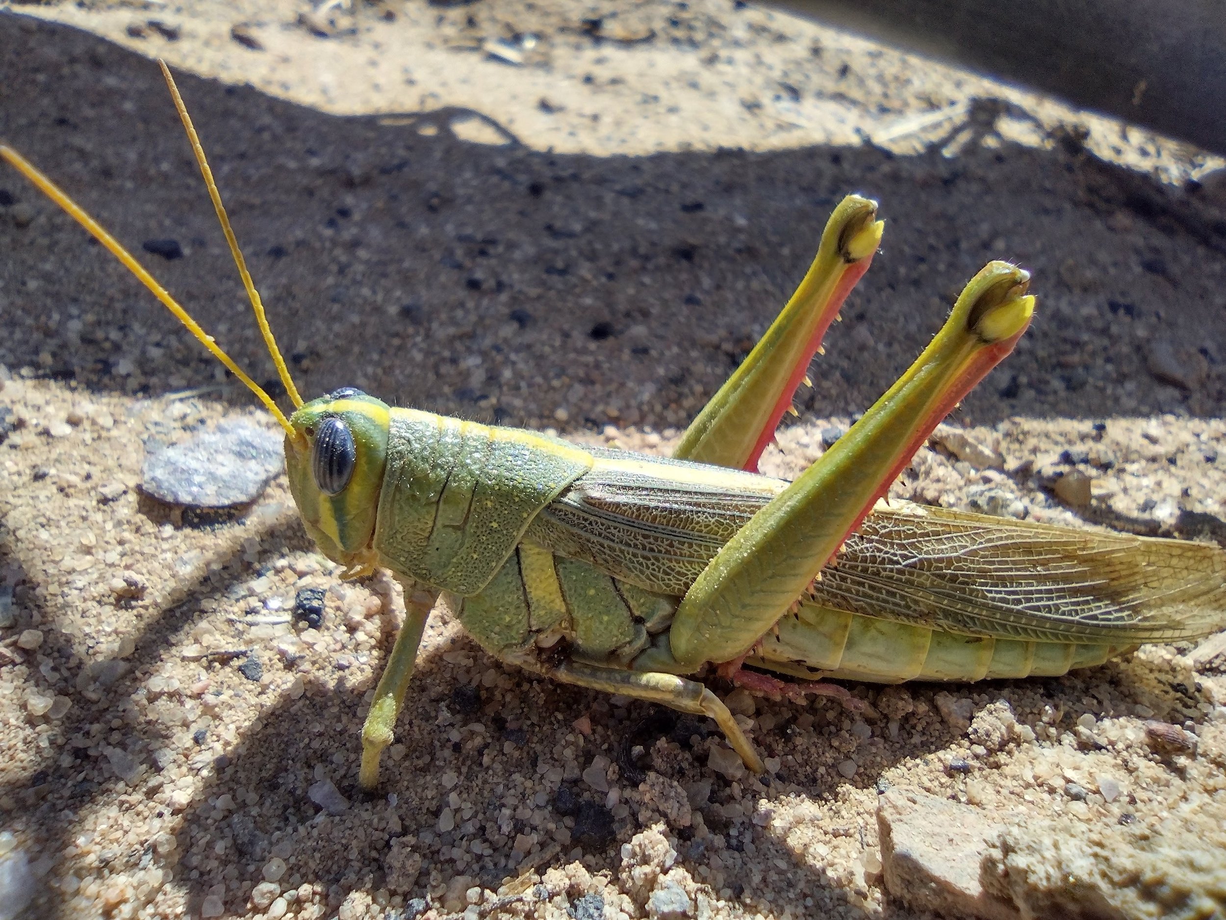 A close-up of a green grasshopper lying on sandy ground, with a focus on its head, detailed eyes, and folded wings. The background is blurry, showing sand and small pebbles.