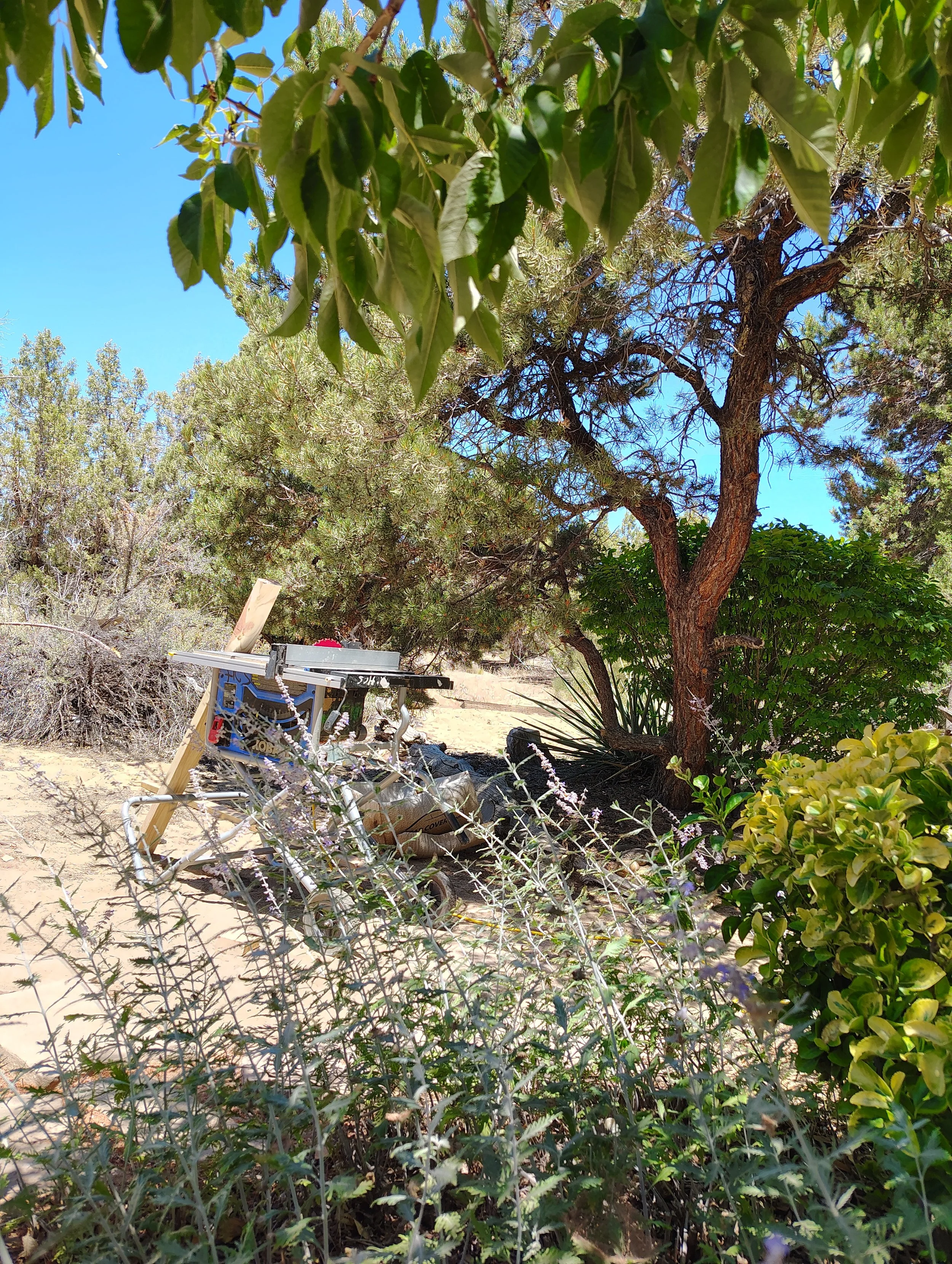 Garden scene with various green trees and shrubs, a wooden fence, and a table saw among the foliage.