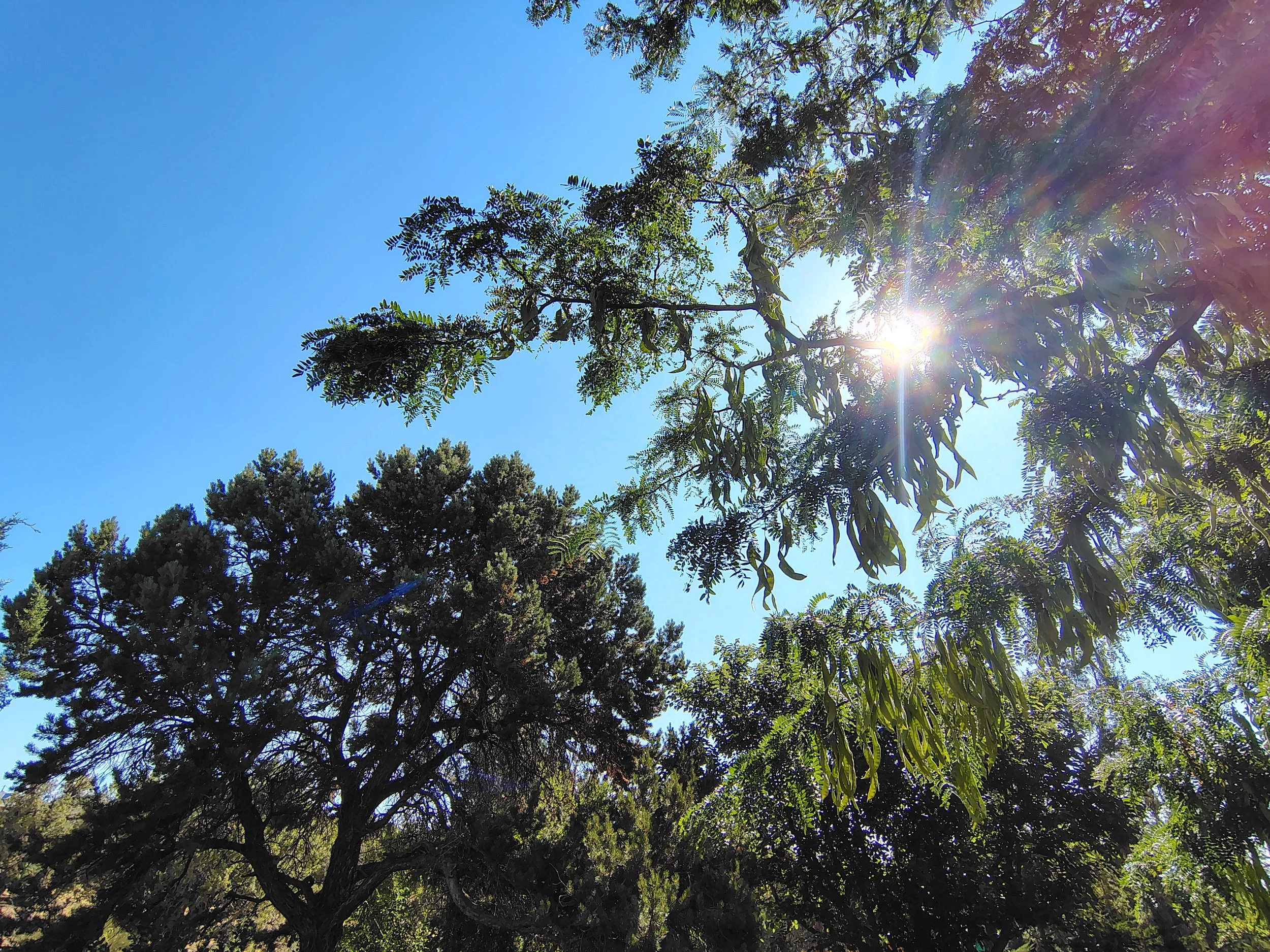 Tree branches and leaves in bright sunlight against a clear blue sky.