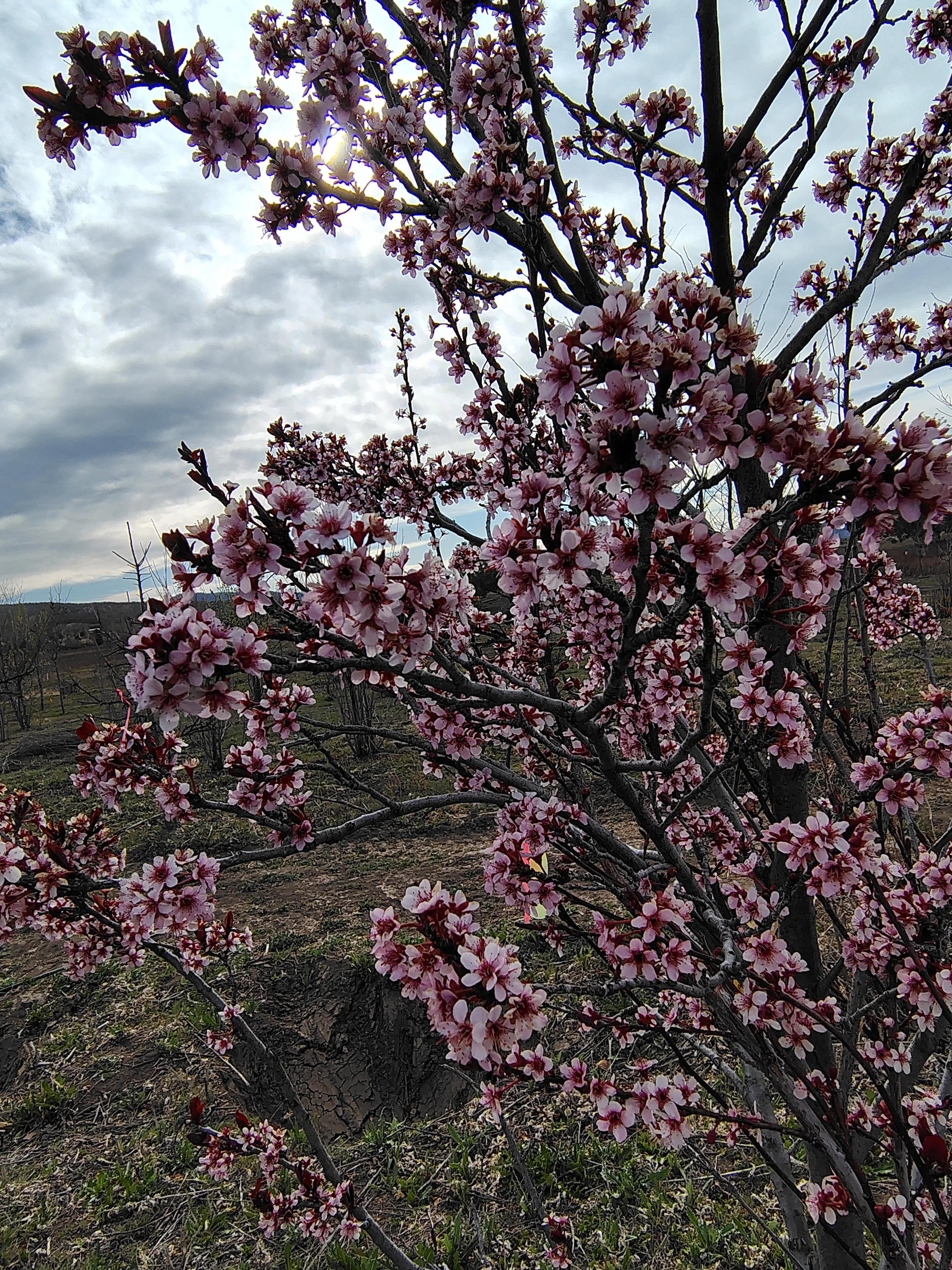 Pink and white flowering tree with dark branches, set against a cloudy sky.