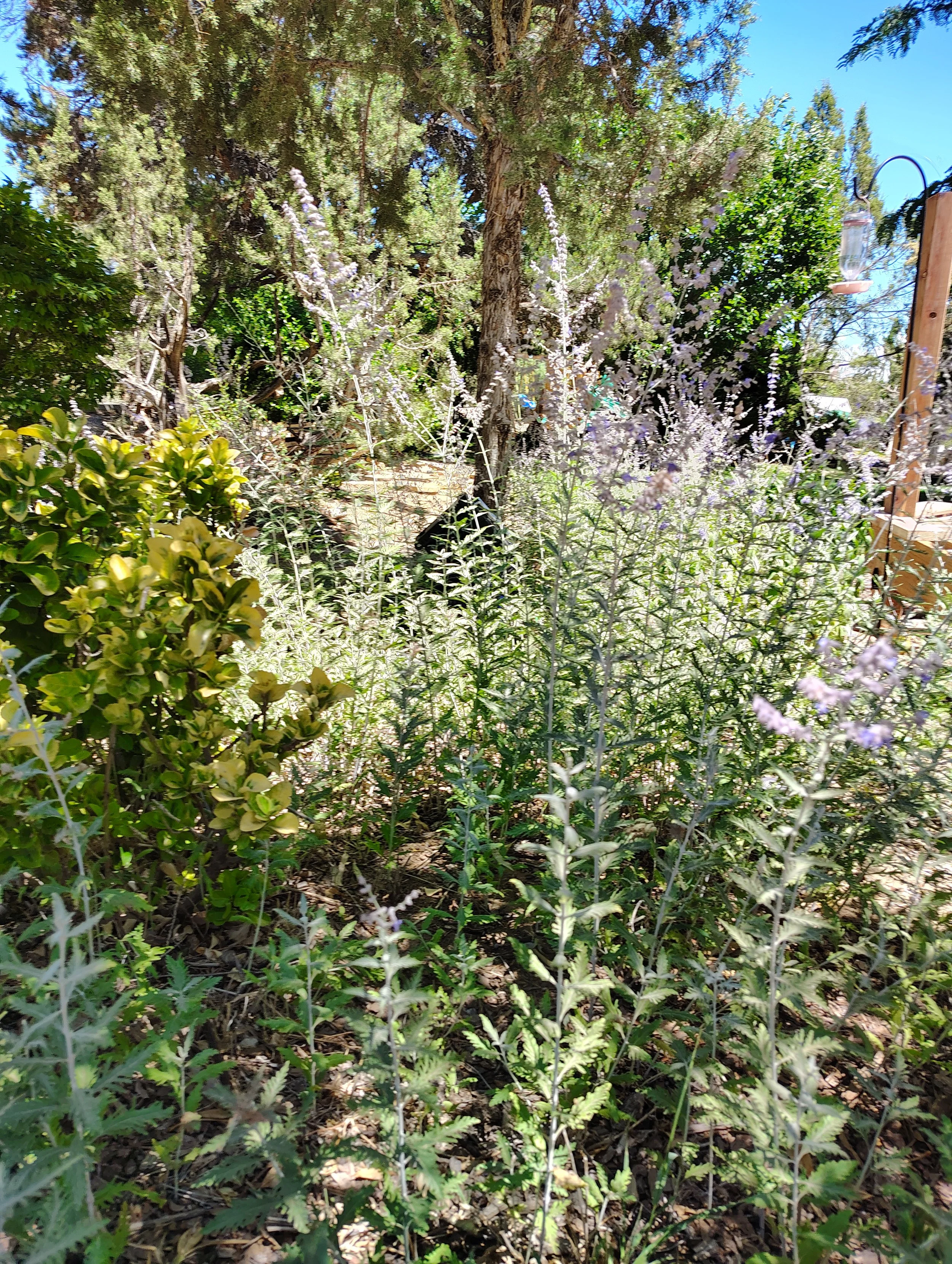 A garden with various plants, shrubs, and trees under a clear blue sky, with a wooden post and a hanging feeder visible on the right side.