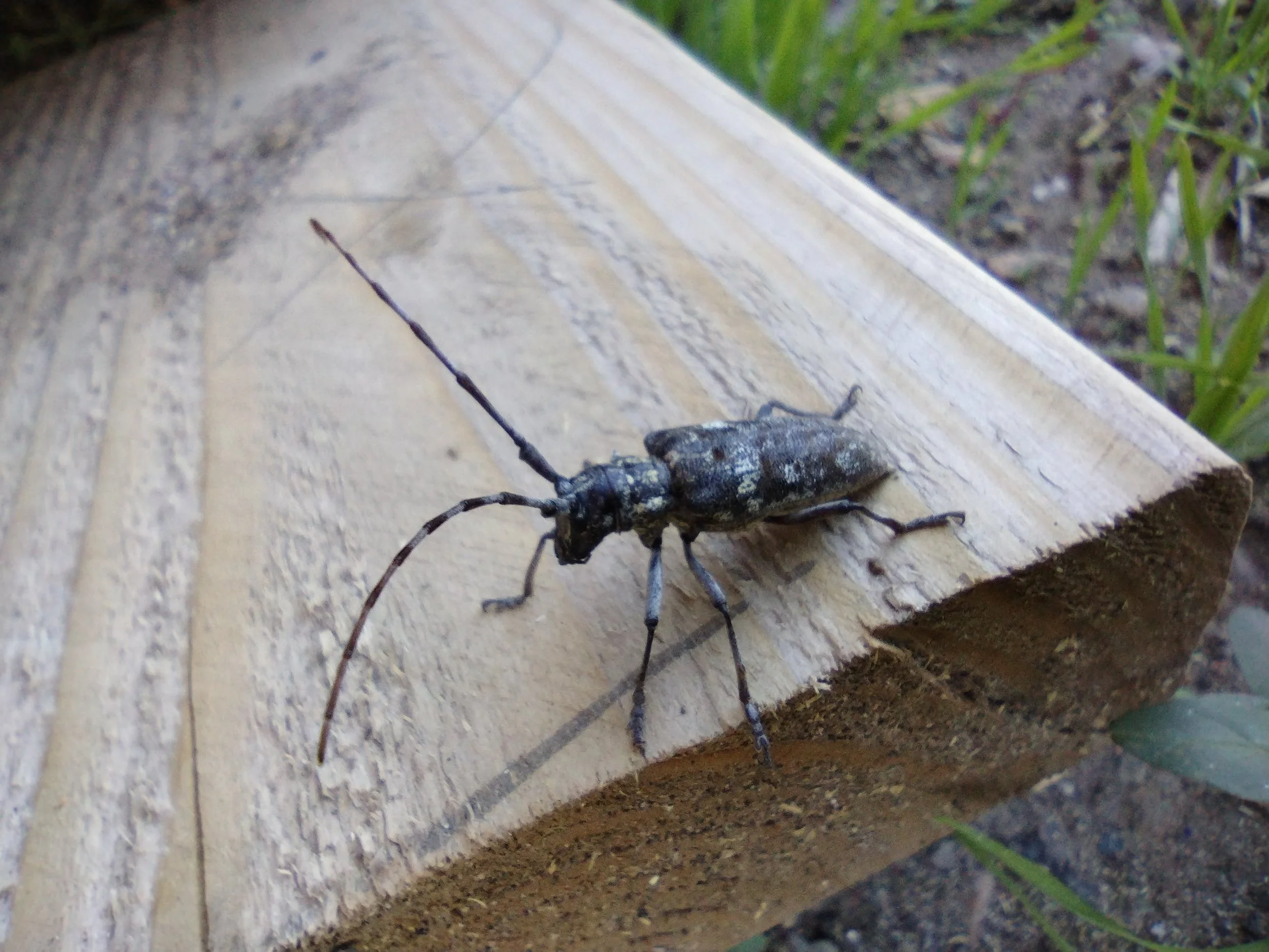 A black and gray beetle with long antennae and six legs on a wooden plank outdoors, with grass and soil nearby.