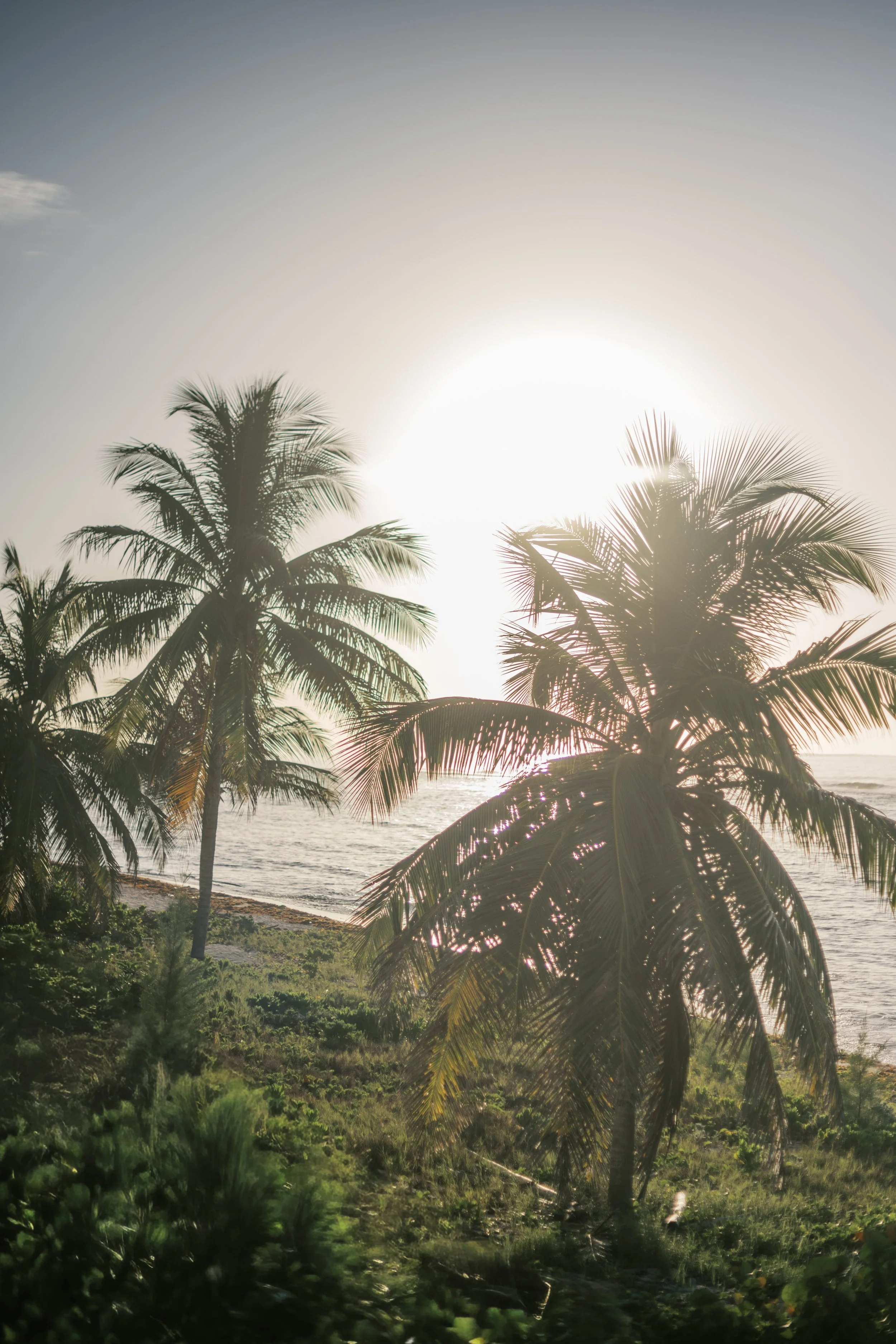 Sun setting behind palm trees near a beach with green vegetation in the foreground.