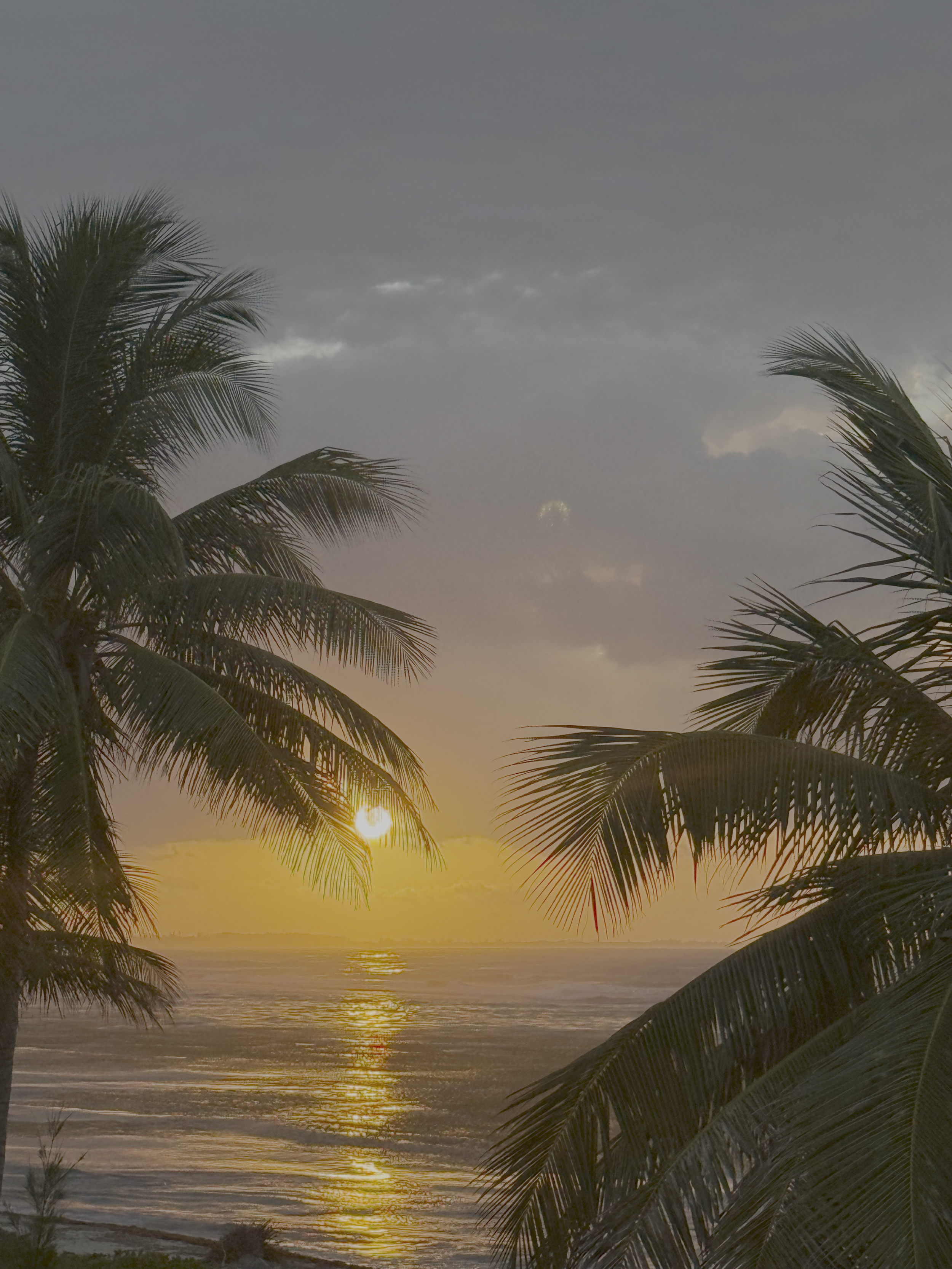 Sunset over ocean with palm trees in the foreground.