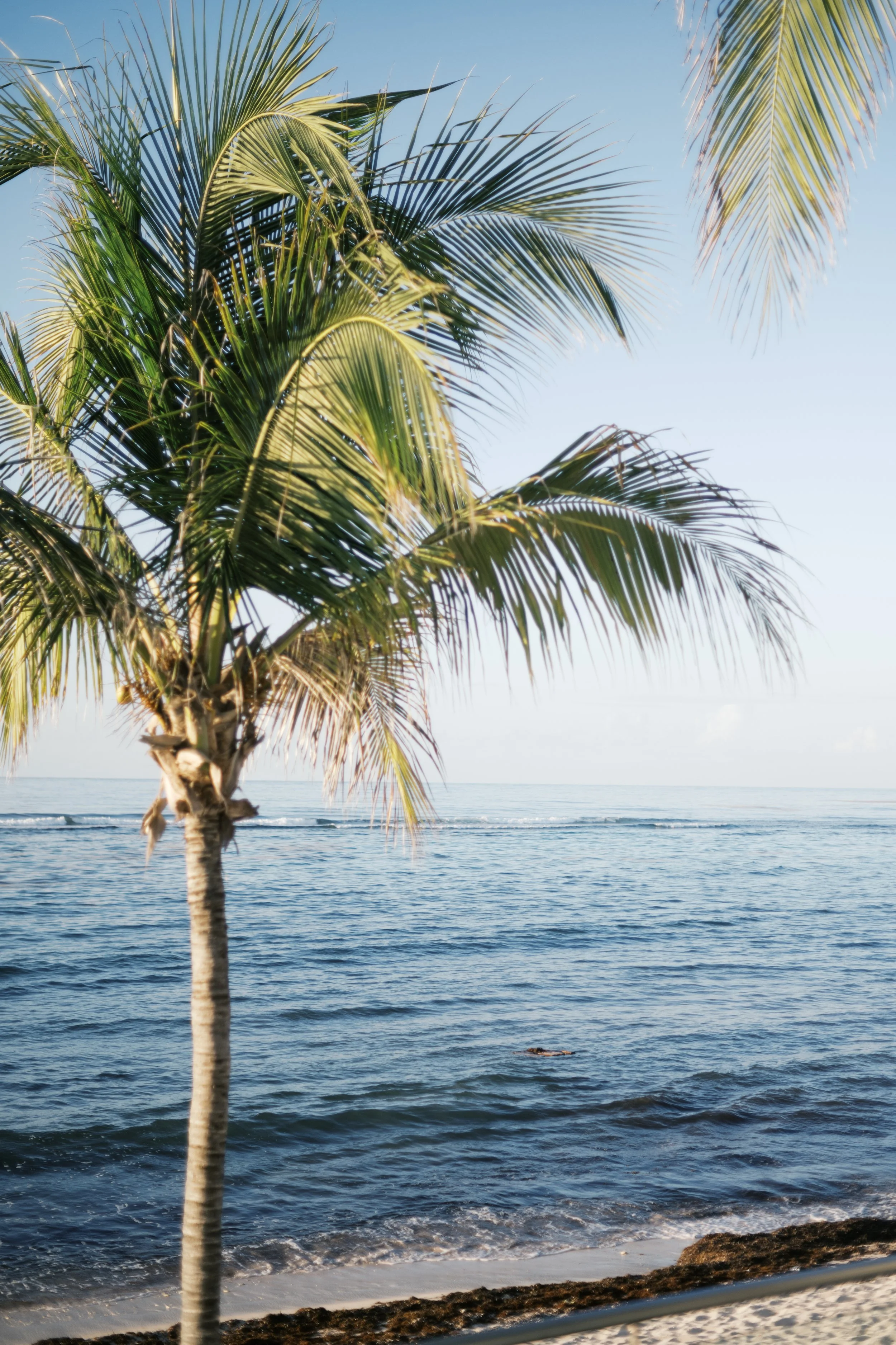 A tropical scene with a palm tree in the foreground, the ocean in the background, and a clear blue sky.