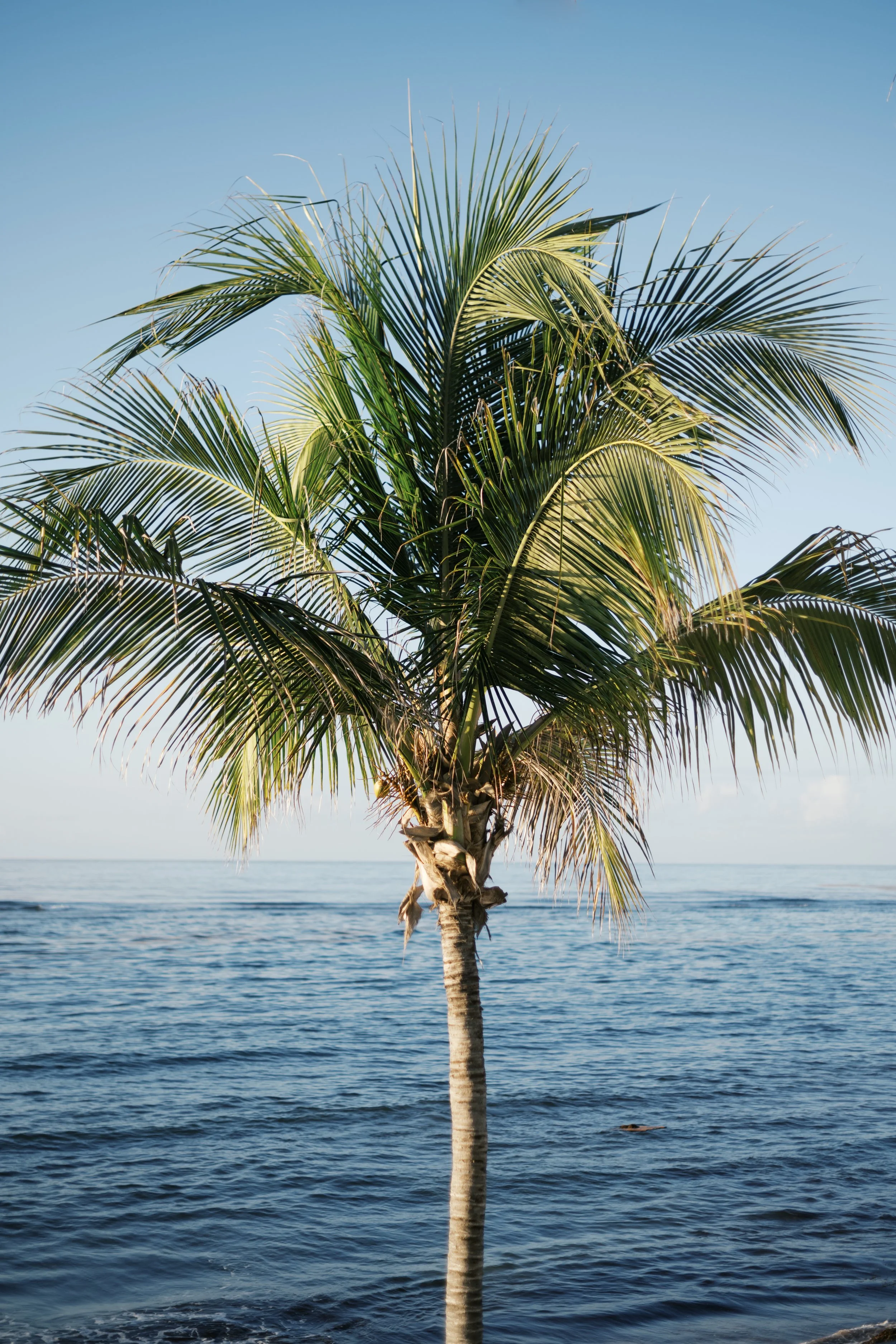 A palm tree growing on a small patch of land at the edge of the ocean, with the water and sky in the background.