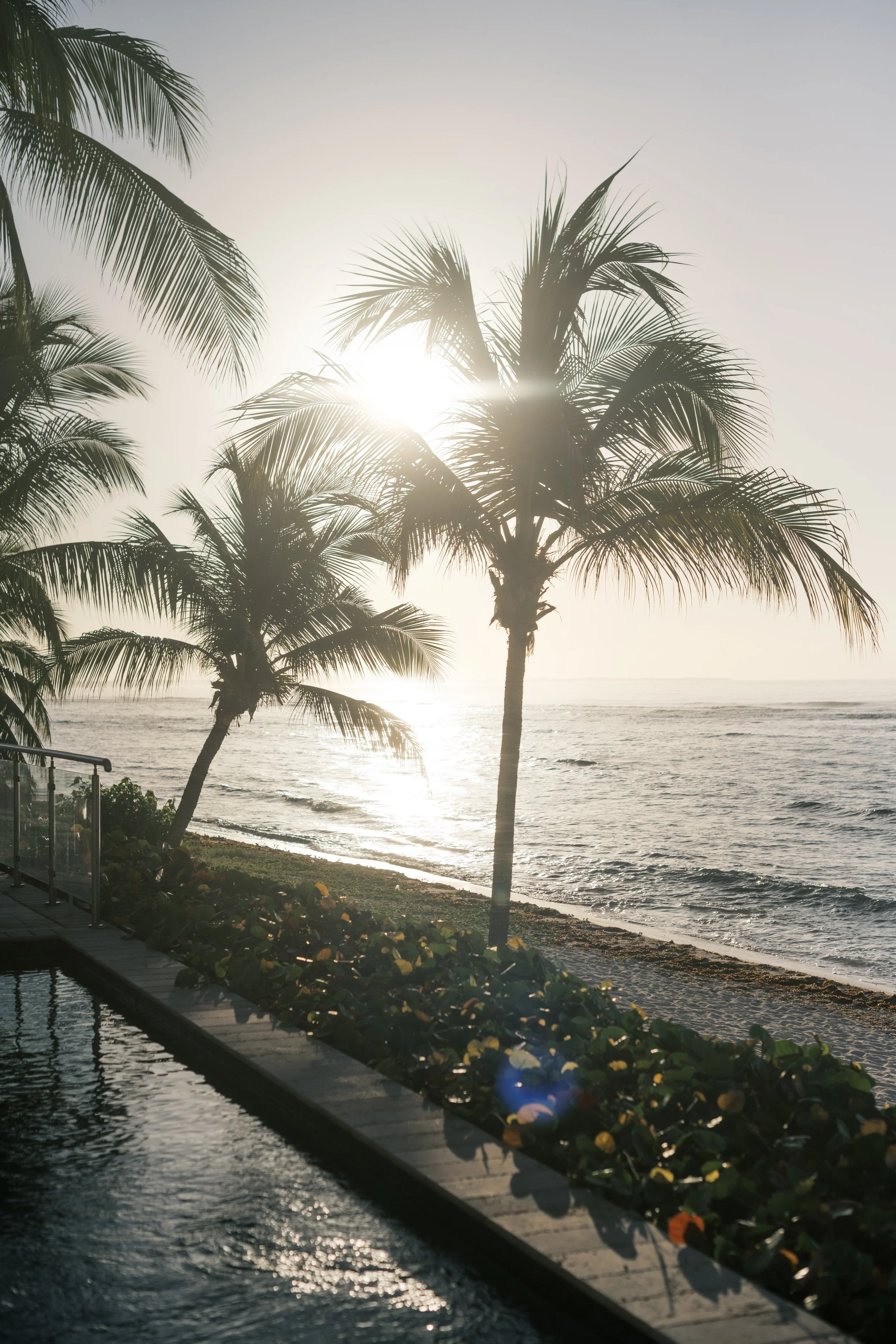 Sunset over ocean with palm trees in foreground, calm water, and a deck with plants along the shoreline.