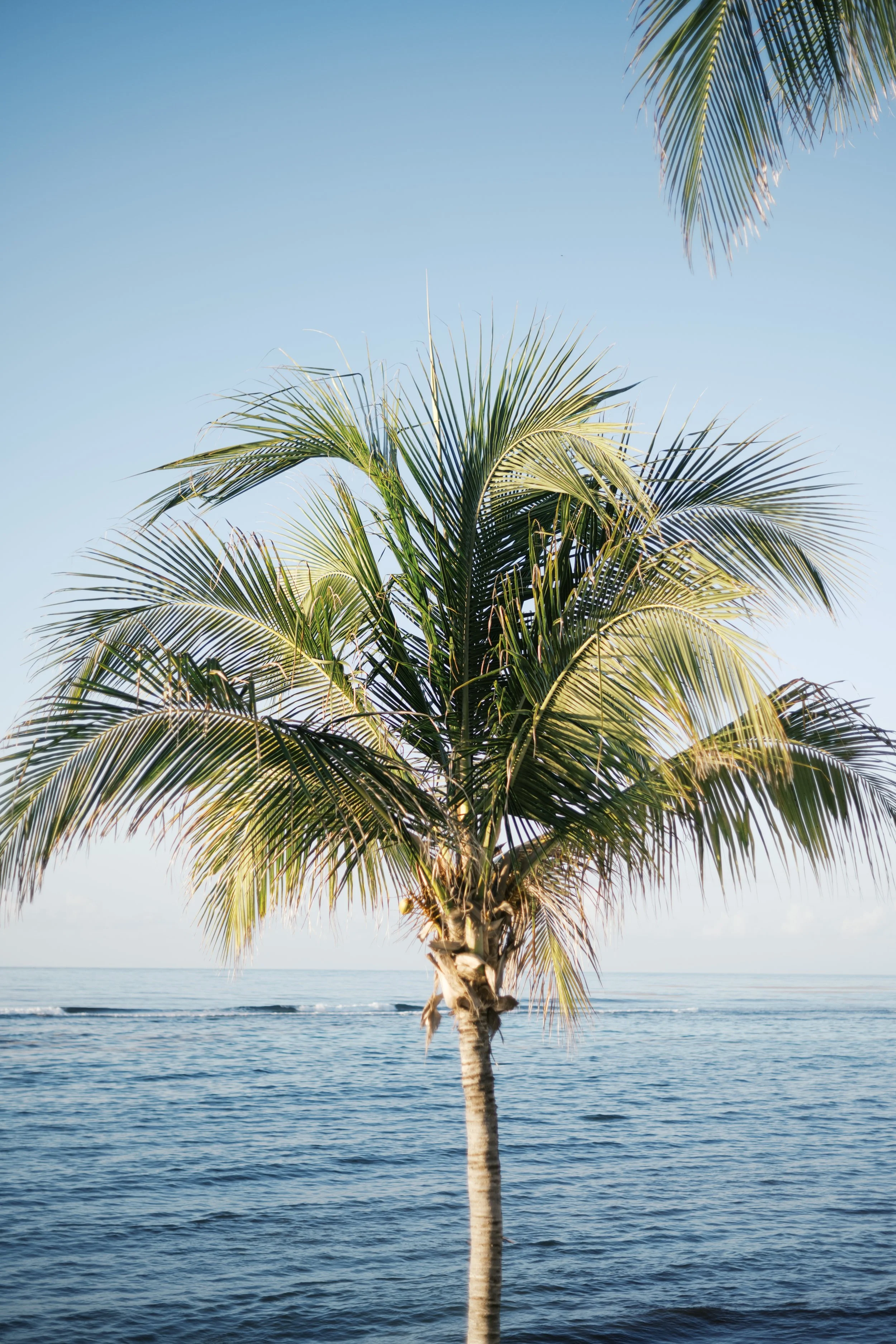 A single palm tree with long green fronds standing near the water's edge on a calm ocean or sea, under a clear blue sky.
