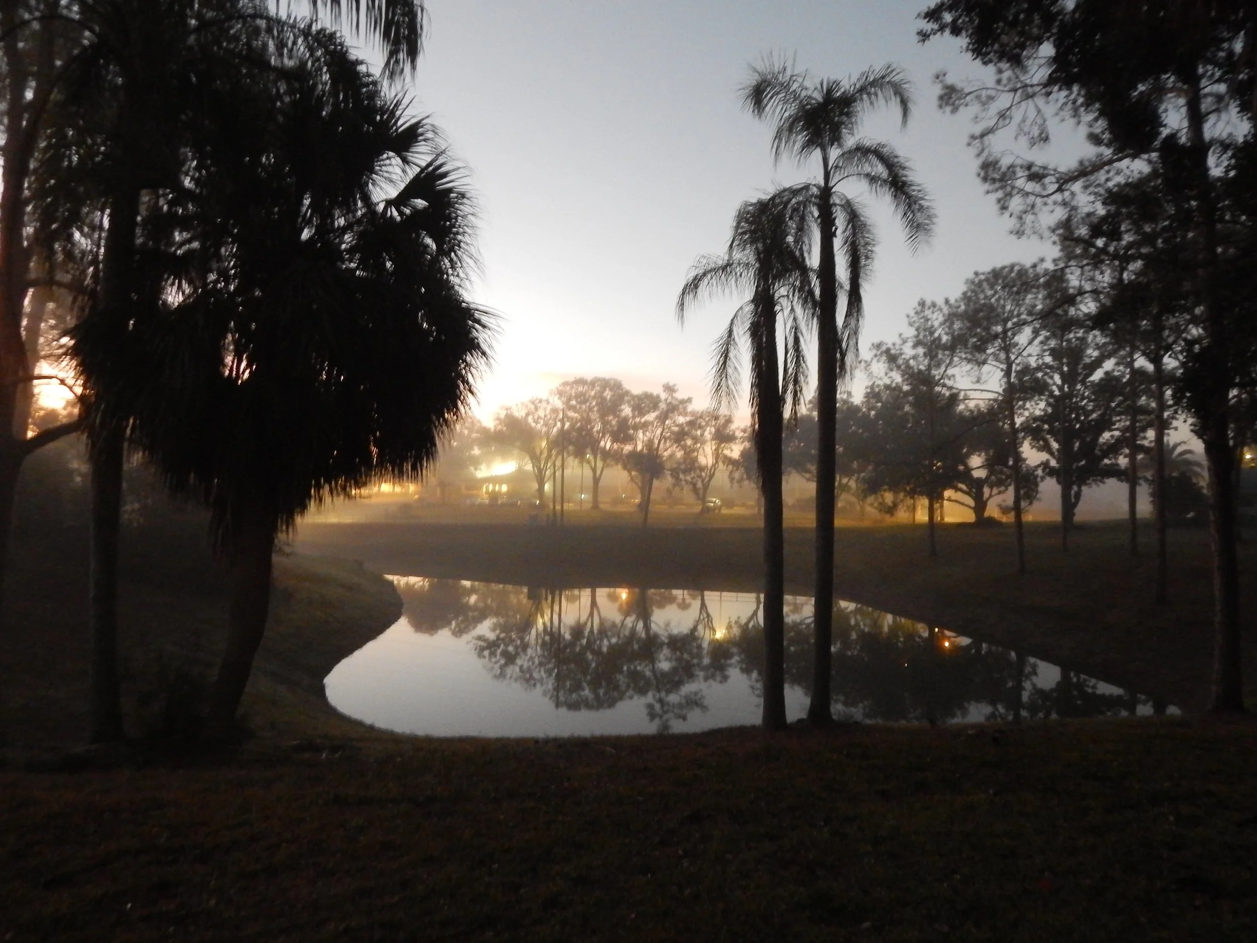 A peaceful pond at dawn reflecting palm trees in the soft morning light and mist.