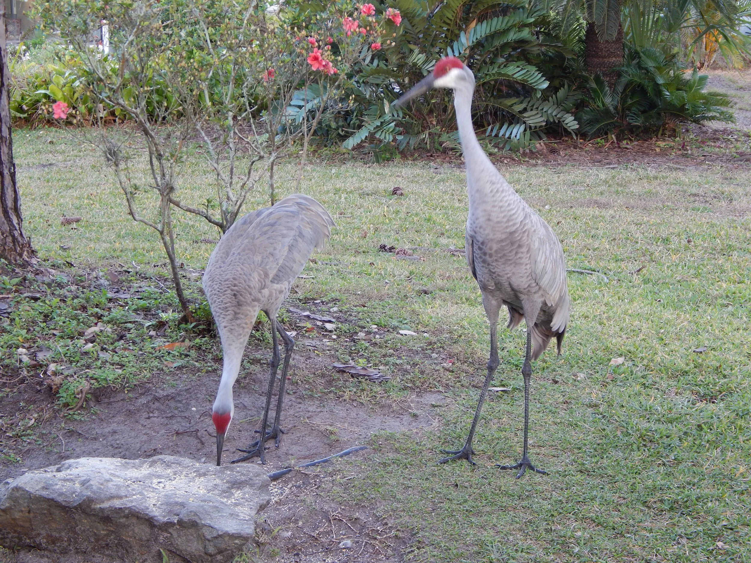 Two Sandhill cranes standing near the Feeding Rock in a grassy backyard.