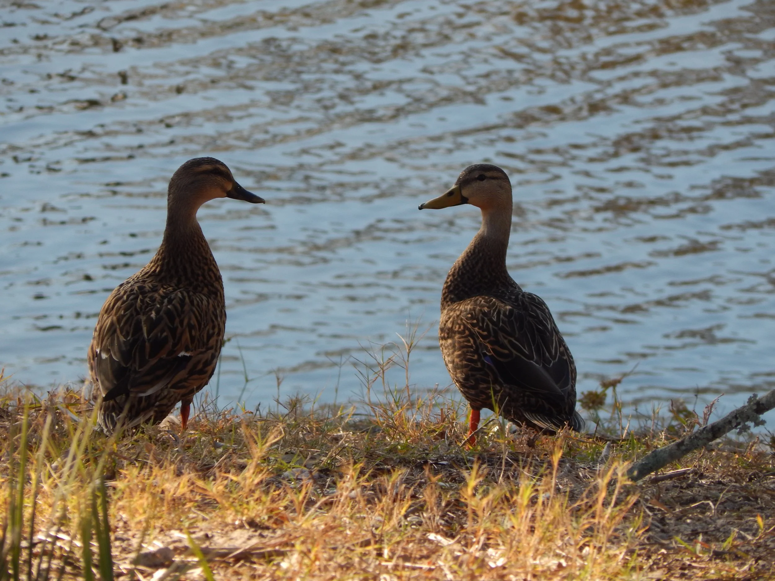 Two ducks facing each other along the grassy edge of a pond.