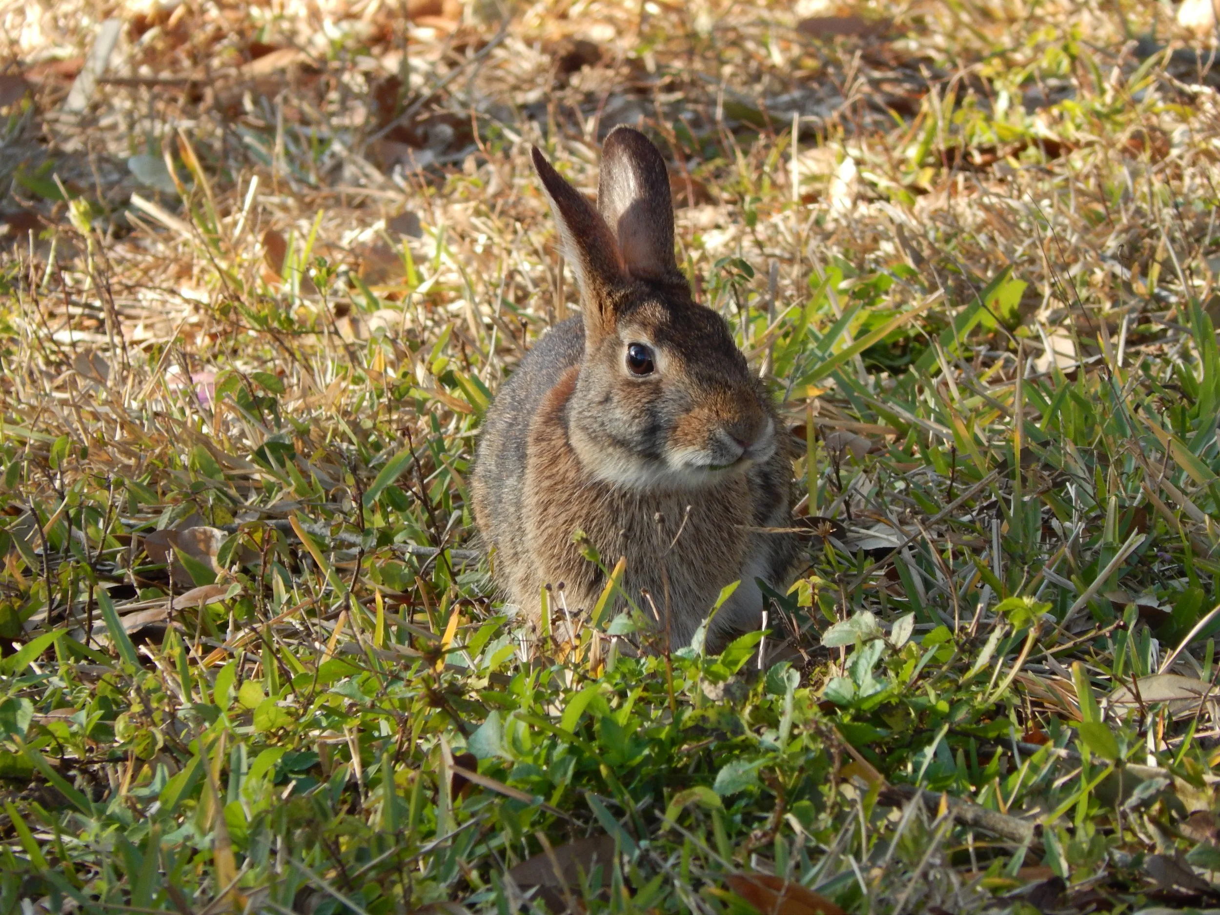 🐇 MEET THE LOCALS: Get to know a personality.