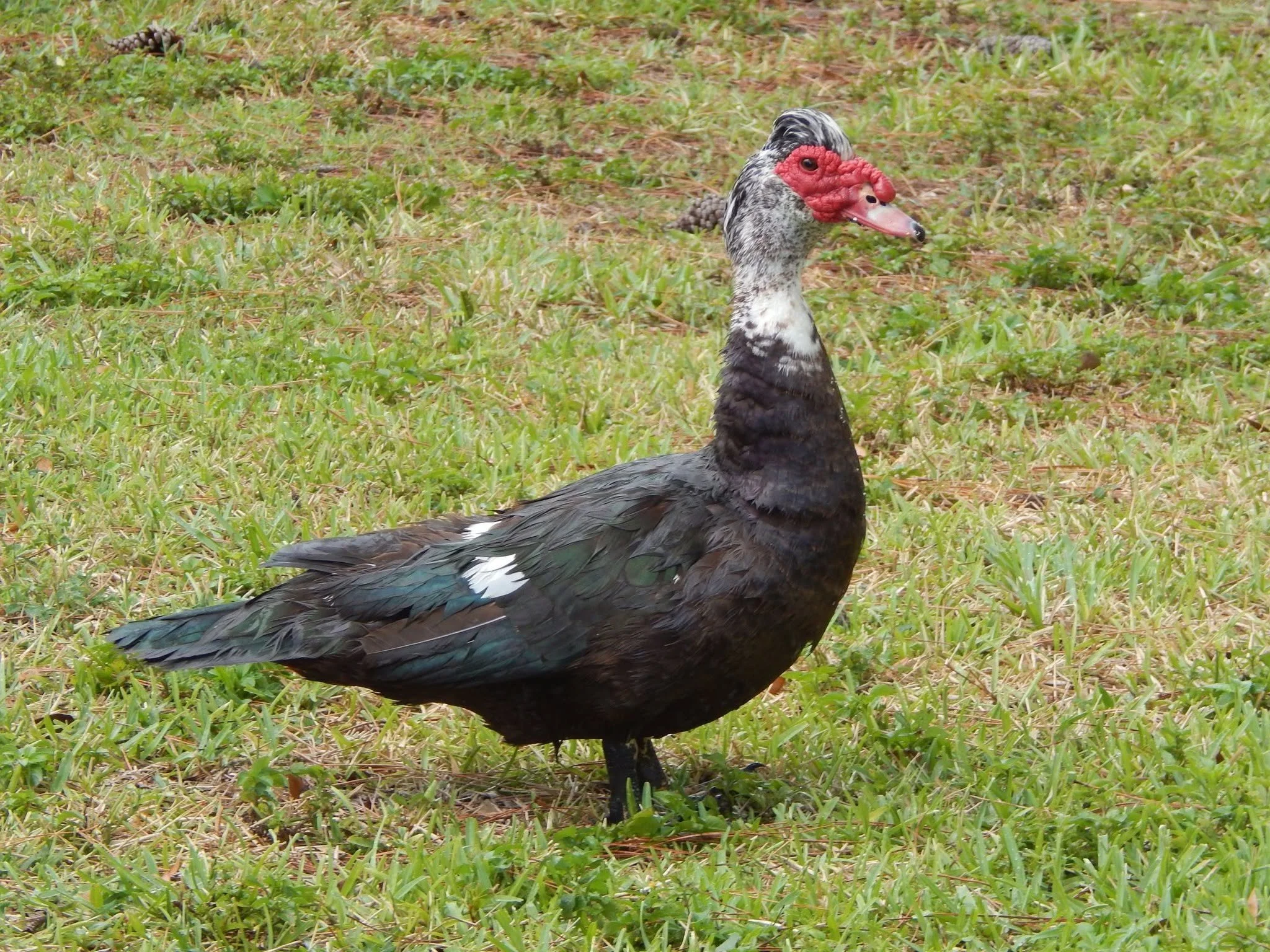🌿 FIELD NOTES:  Muscovy Ducks