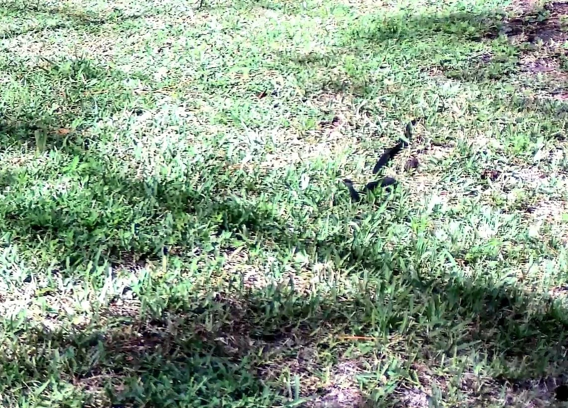 🐾 WILD ENCOUNTERS: What Made This Black Racer Stop?
