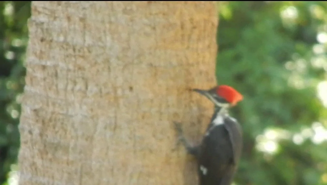FIELD NOTES: The Elusive Backyard Woodpecker