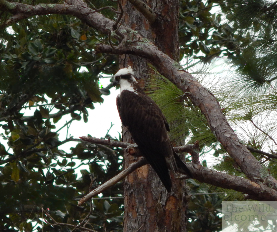An Osprey perched on a pine tree branch surrounded by green foliage.