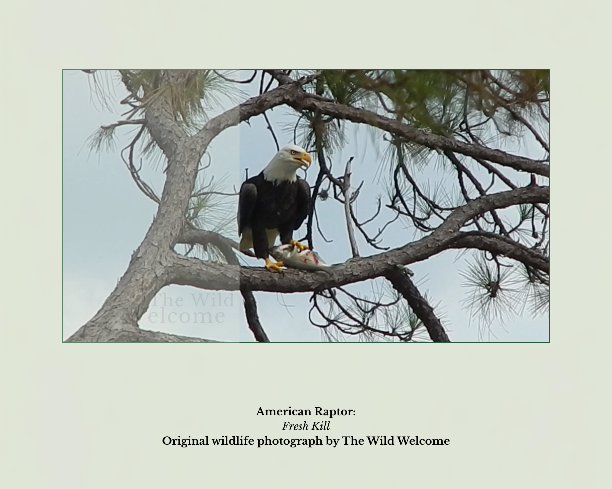 Bald Eagle Photography Print | Original Wildlife Photo