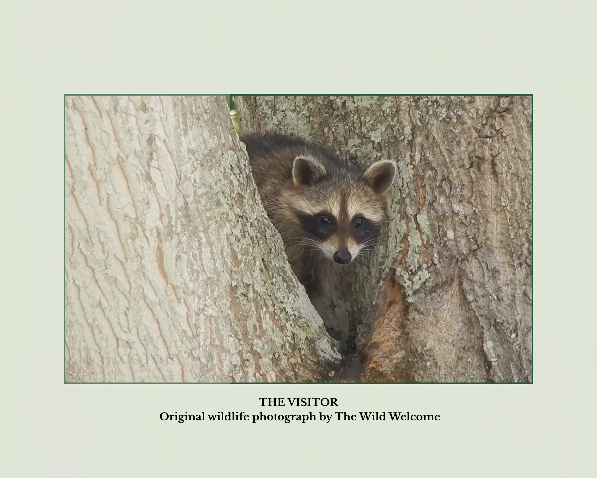 The Visitor — Raccoon Photography Print | Original Wildlife Photo