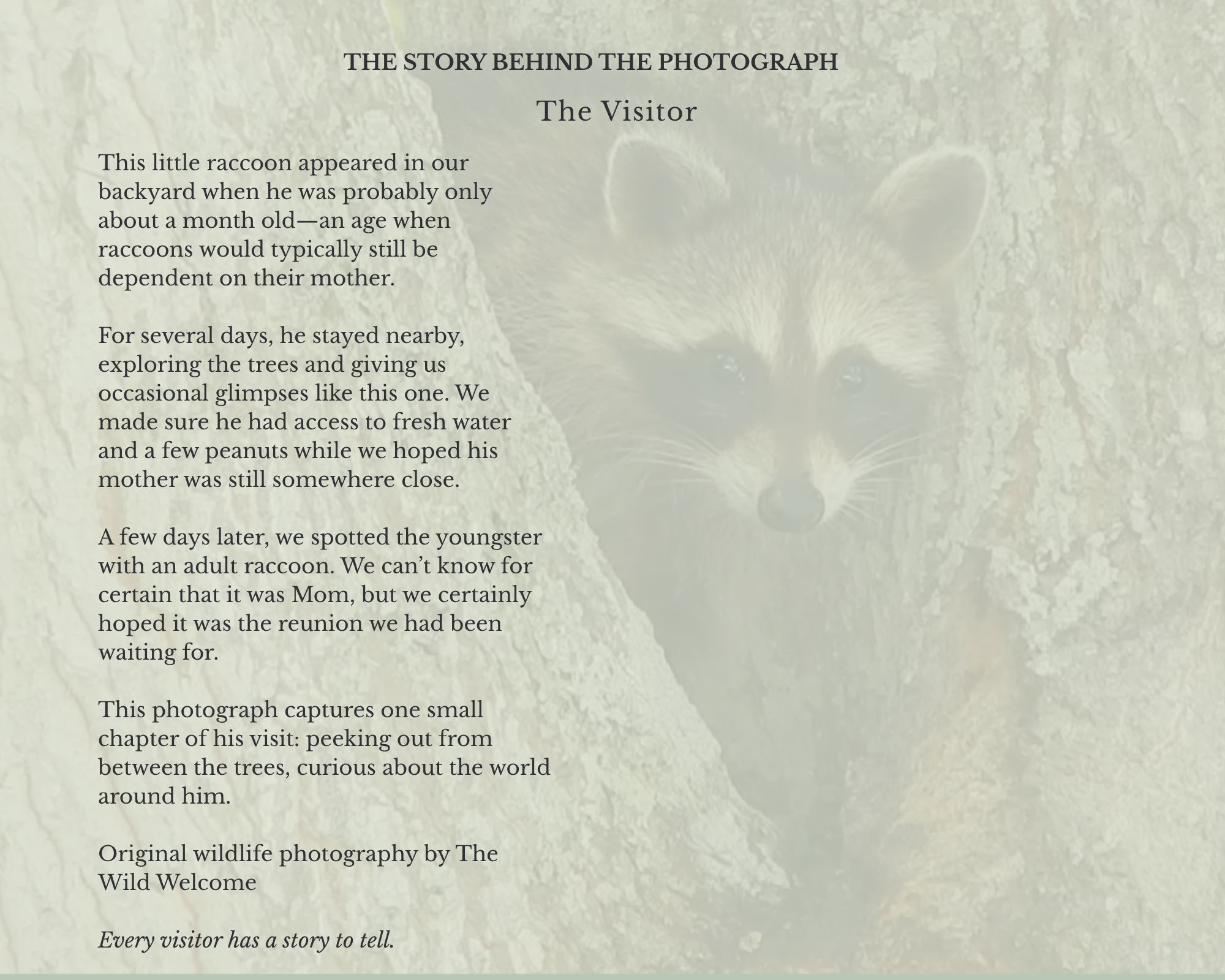 The Story.png