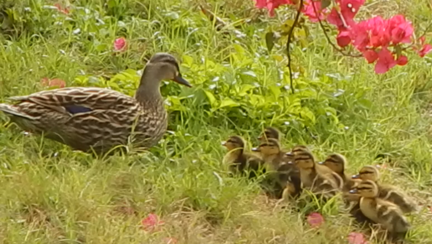 A mother duck with all her ducklings walking through a grassy area with pink flowers.