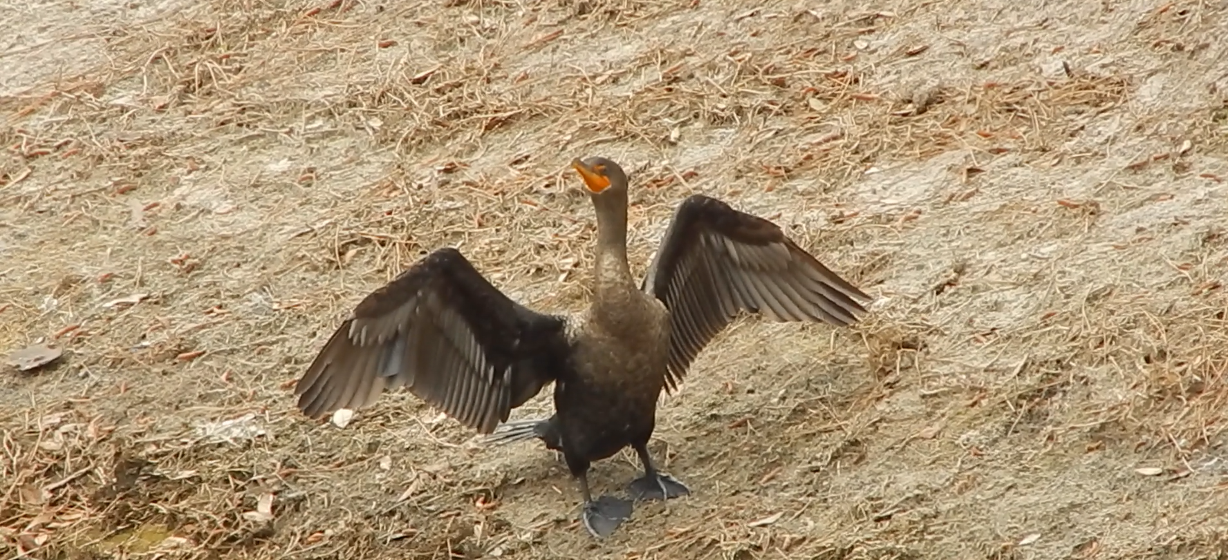 A Cormorant spreading its wings while standing at the edge of a pond.