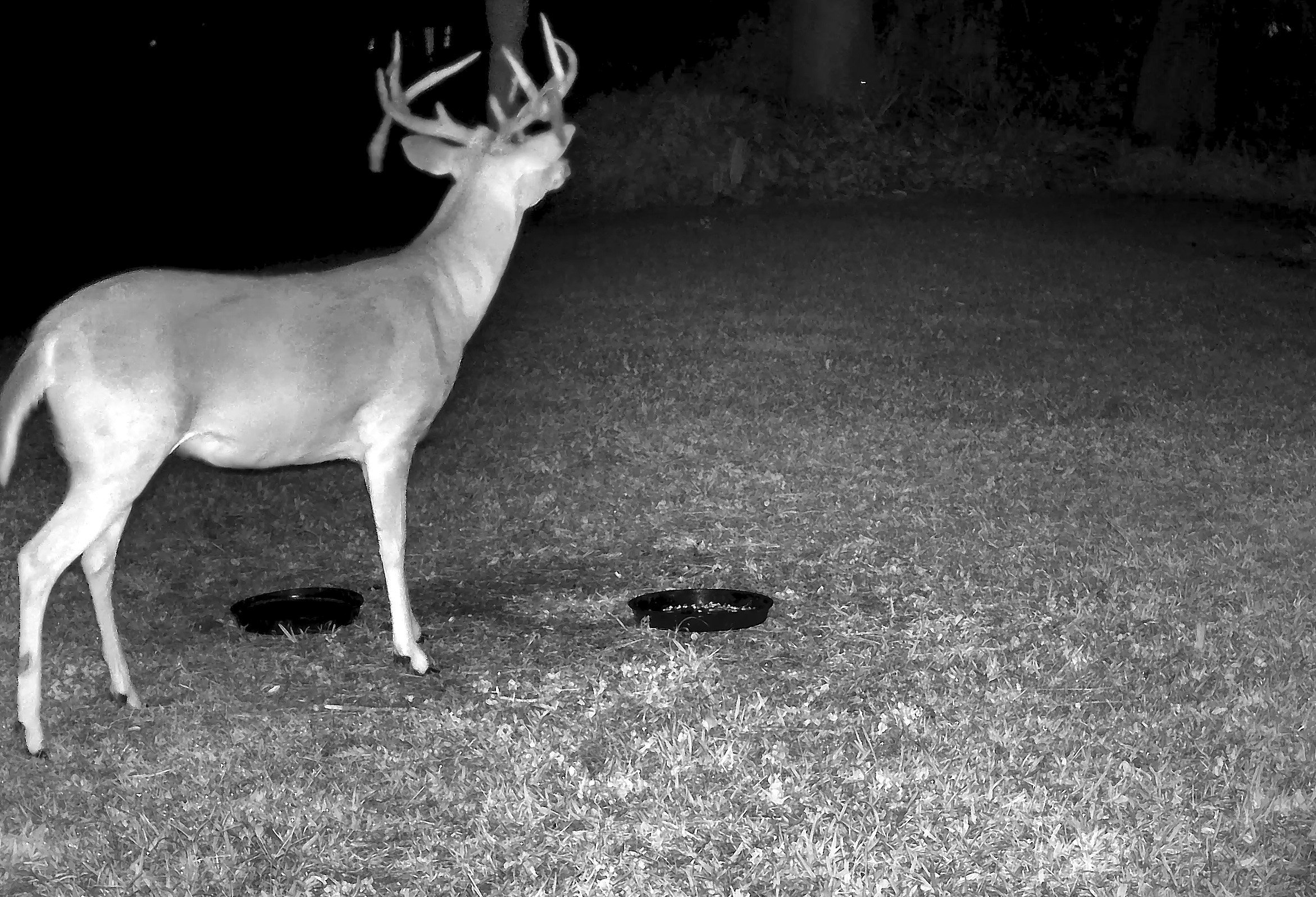 Starbuck shedding his antler velvet — September 15, 2026.
