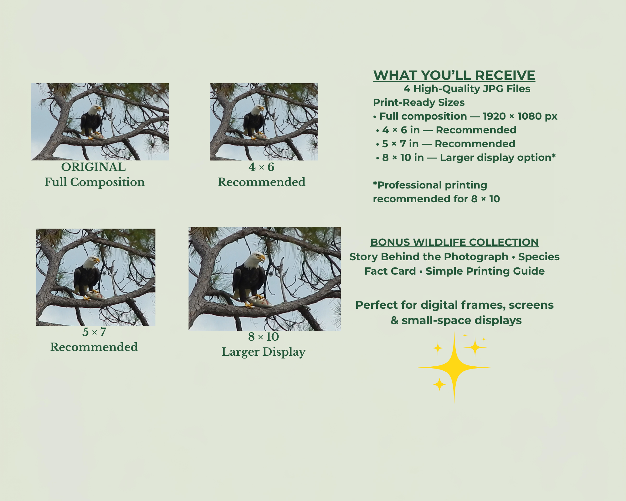 4 size overview.png