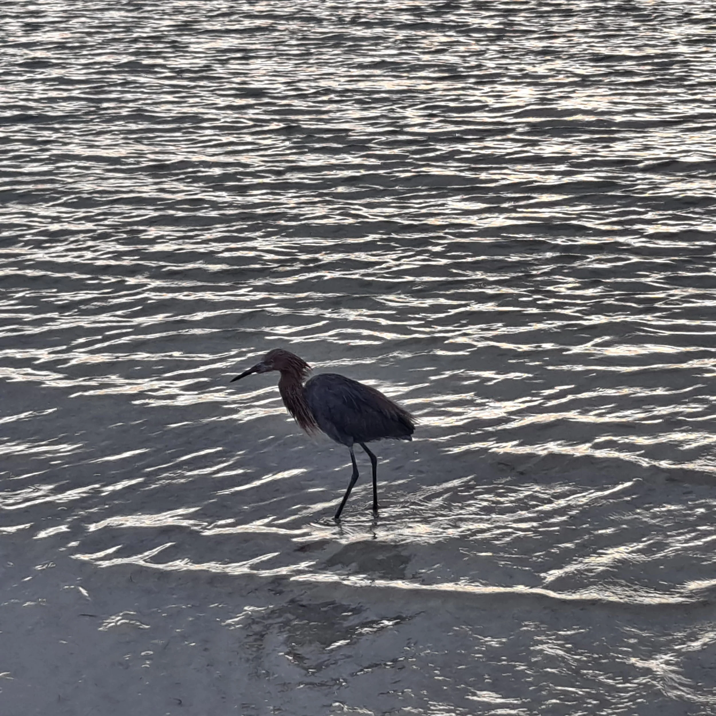 A Tri-Colored Heron wading at the edge of a pond as sunlight reflects across the water.