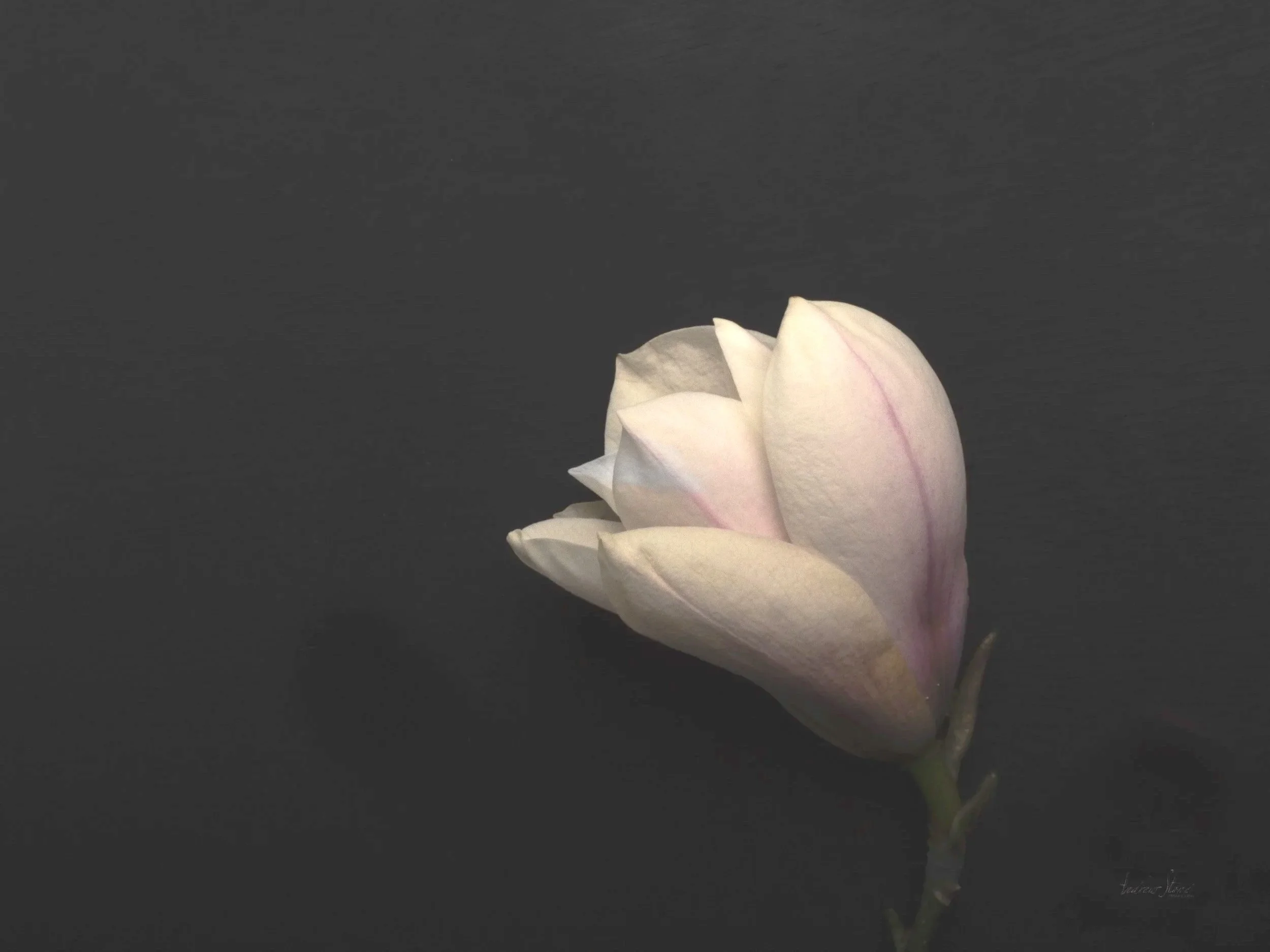 Magnolia: 

Quiet elegance captured in shadow—a subtle blush bloom isolated against an intimate, dark landscape.