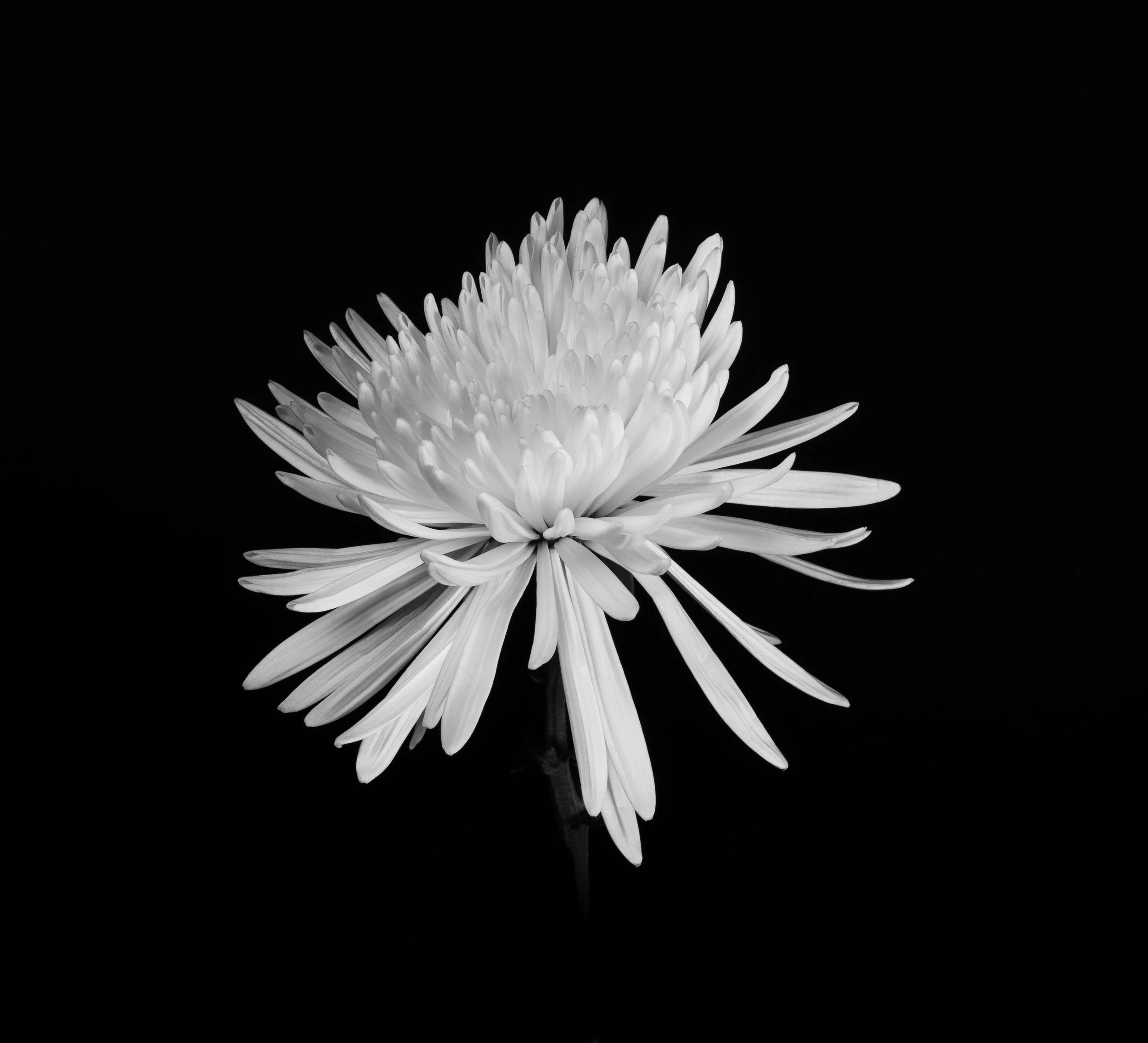 Chrysanth:  dramatic studio study of a white spider chrysanthemum blossoming against a pure black void, emphasising delicate form, light, and architectural petals.