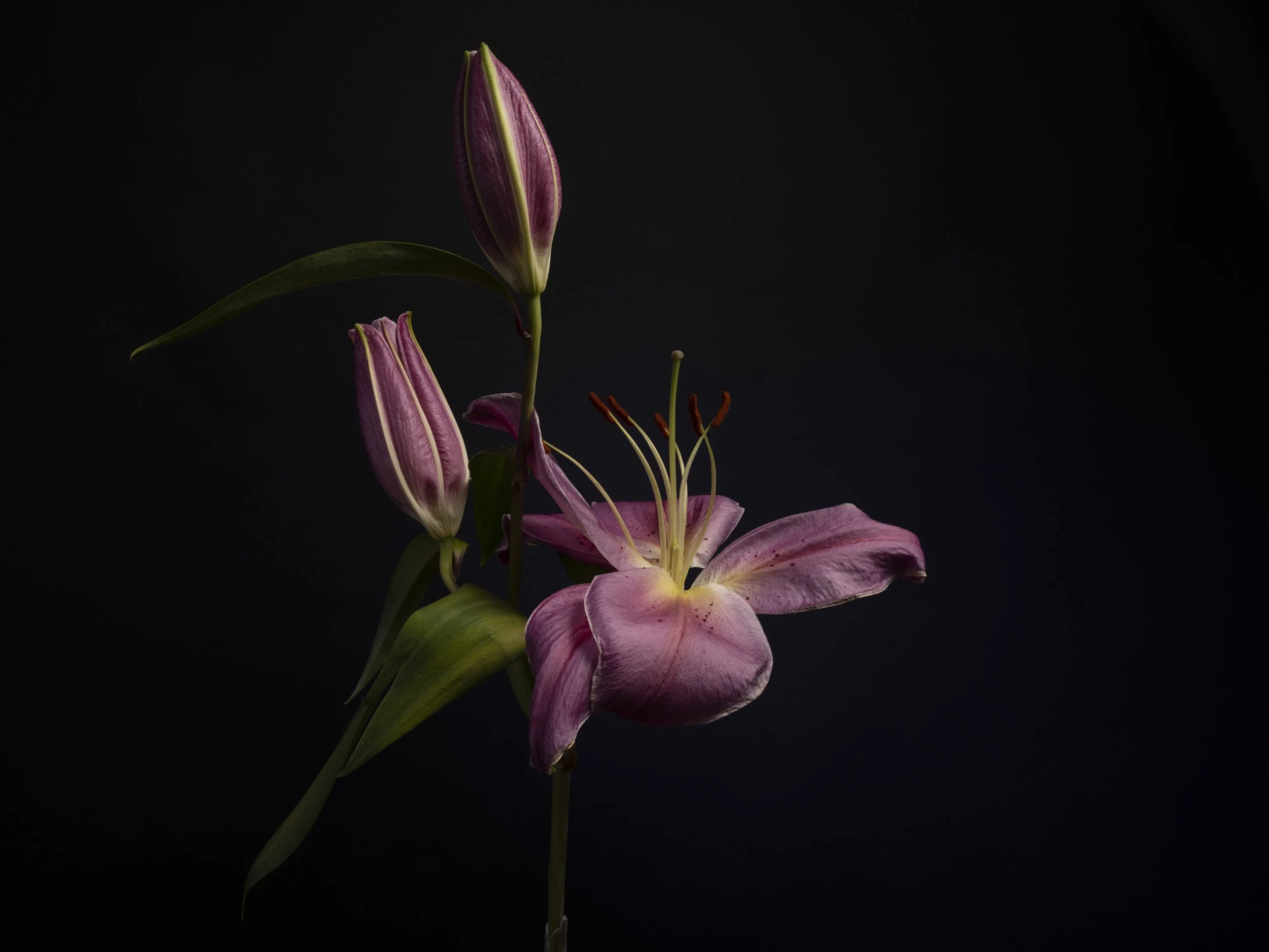 Lily:  study in quiet drama and deep tone. Captured through focus stacking against a rich, void-black backdrop, this pristine lily showcases the velvety textures and intricate form of a bloom caught in its prime.