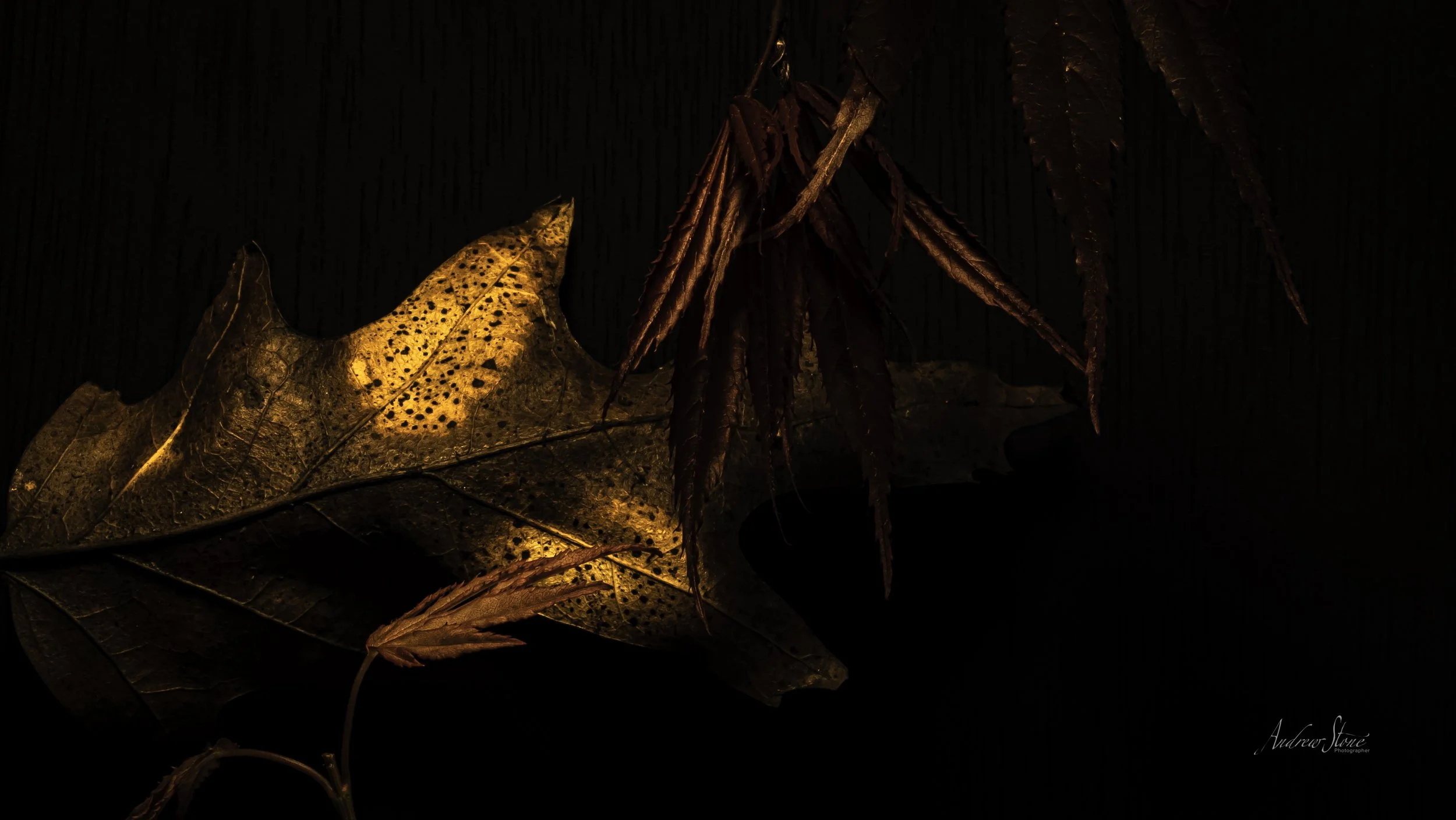 Autumn Chiaroscuro:  A dramatic study in texture and light, capturing the fiery rim lighting and delicate decay of late-autumn foliage against deep, painterly shadow.