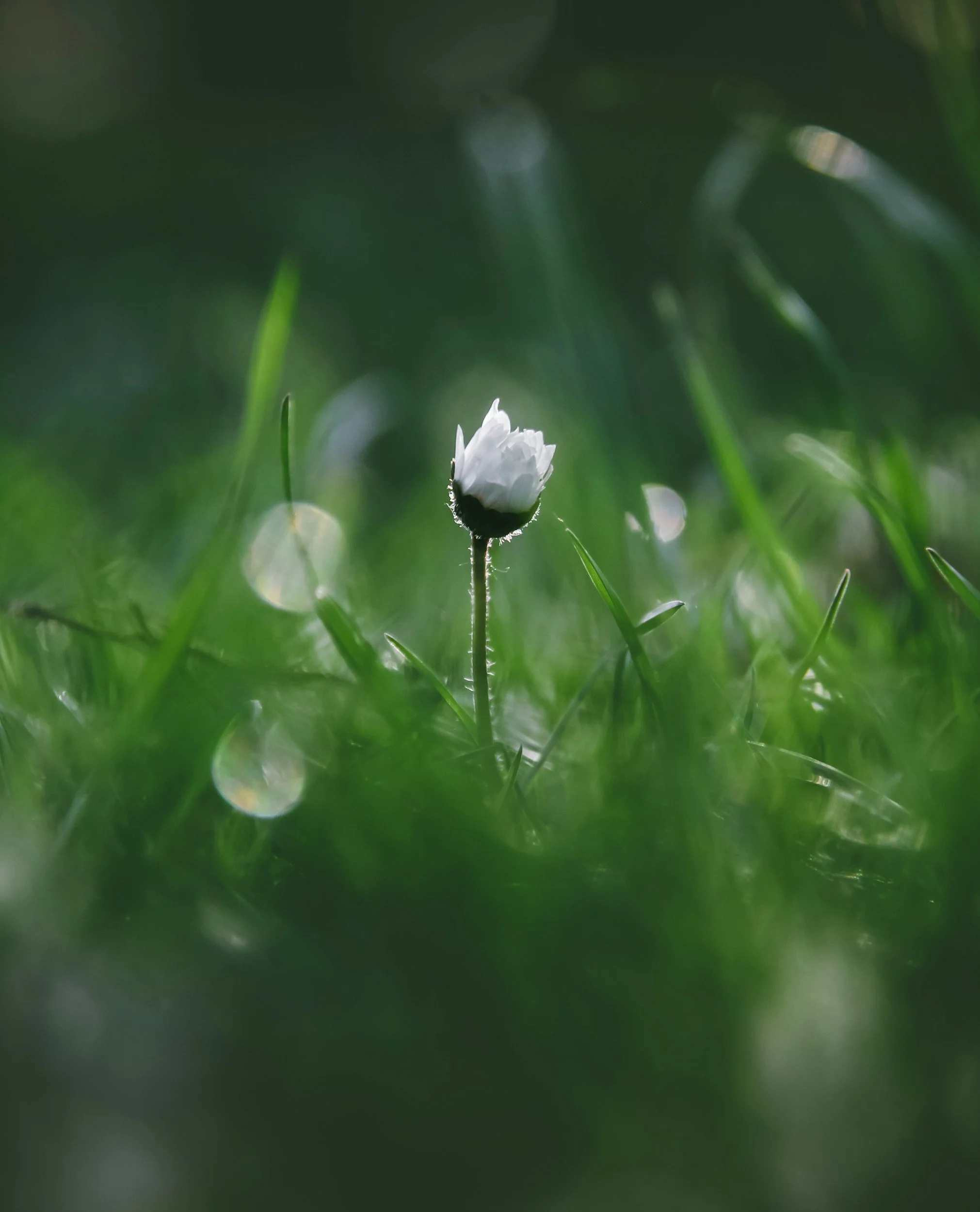 Close-up of a white flower bud with green grass and blurred background