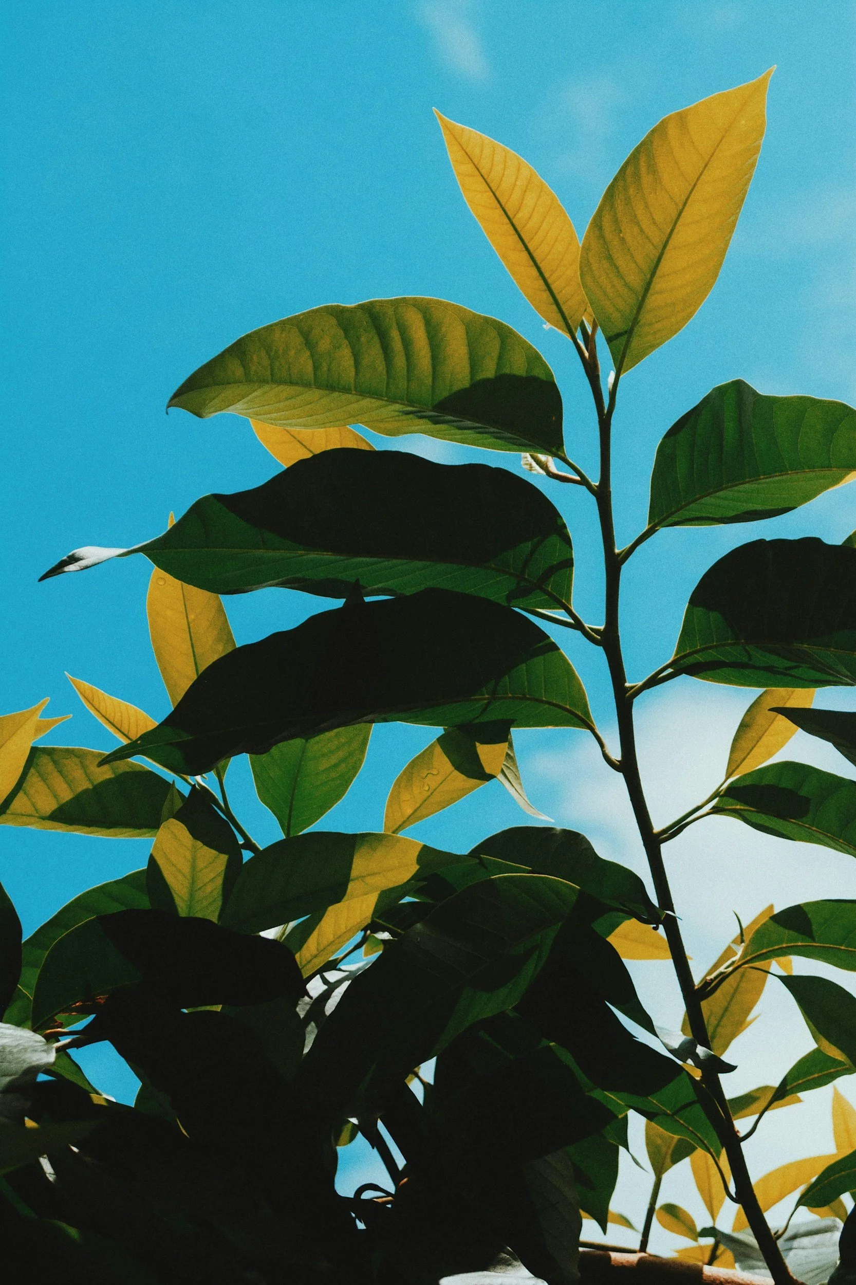 Close-up of green and yellow leaves on a tree against a bright blue sky.