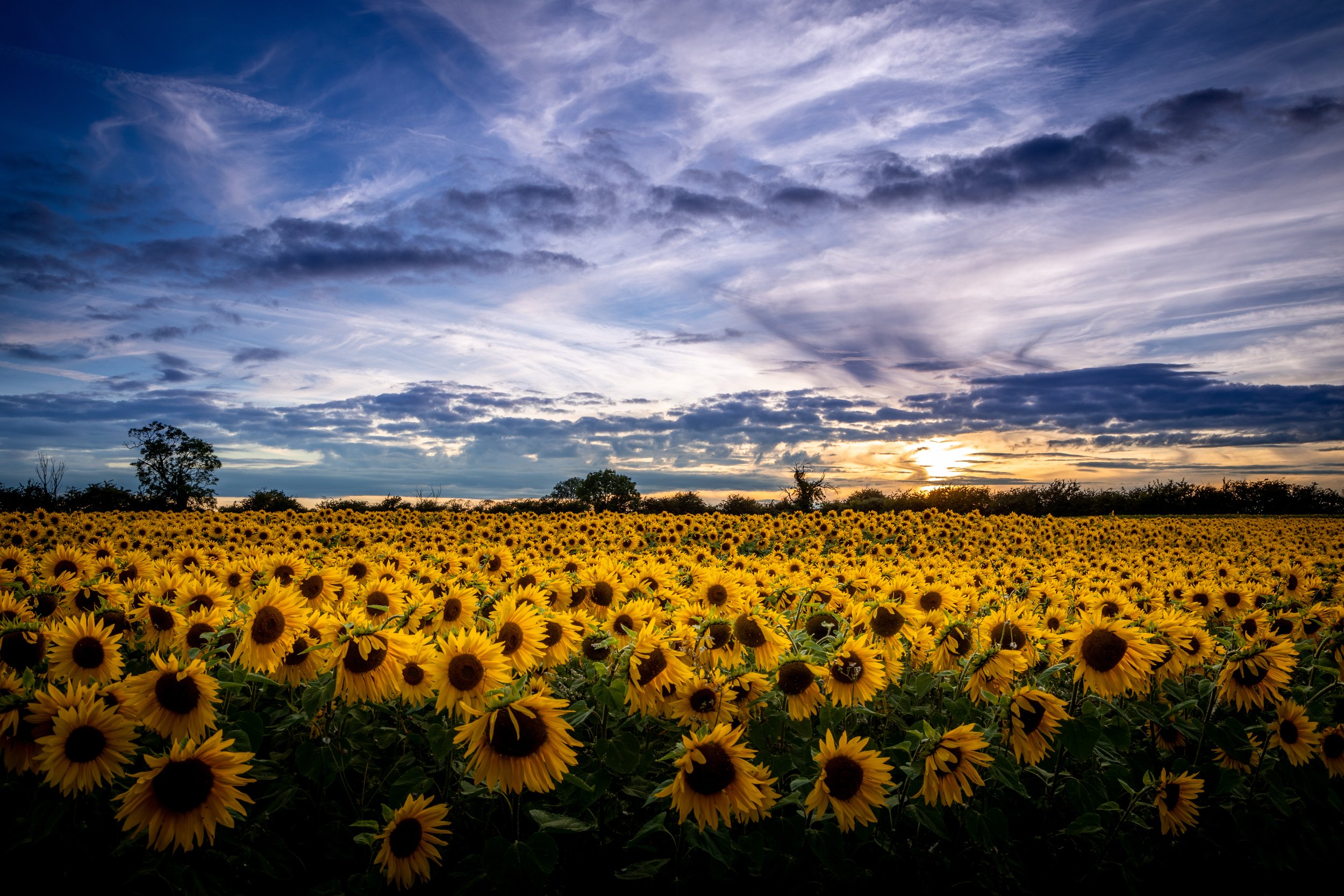 EOSR_DesboroughSunflowers_053-2.jpg