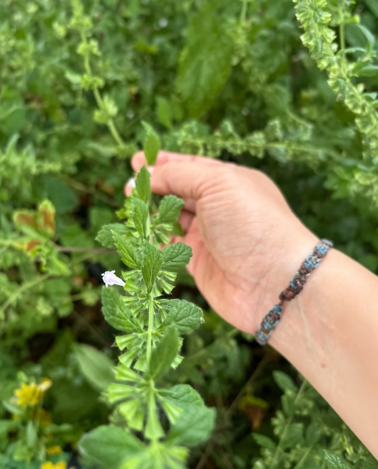 A person's hand holding a sprig of green basil plant with white flowers, surrounded by lush green foliage.