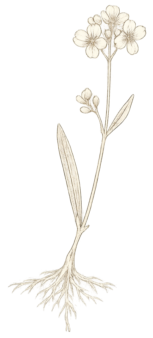 A black and white botanical illustration of a flowering plant with a cluster of small flowers at the top, two elongated leaves along the stem, and a detailed root system at the bottom.