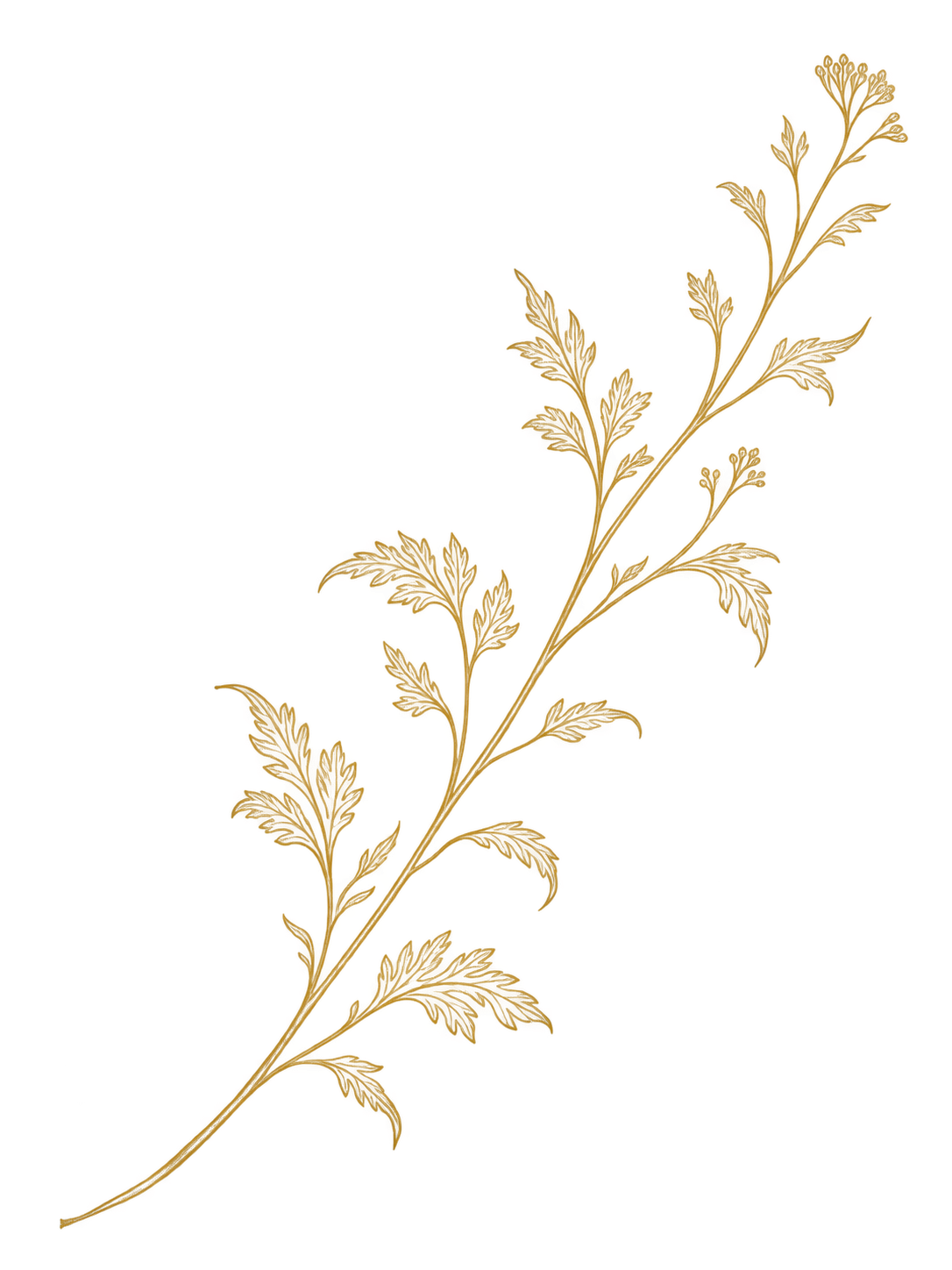 Illustration of a plant stem with multiple greenish-brown, serrated leaves.